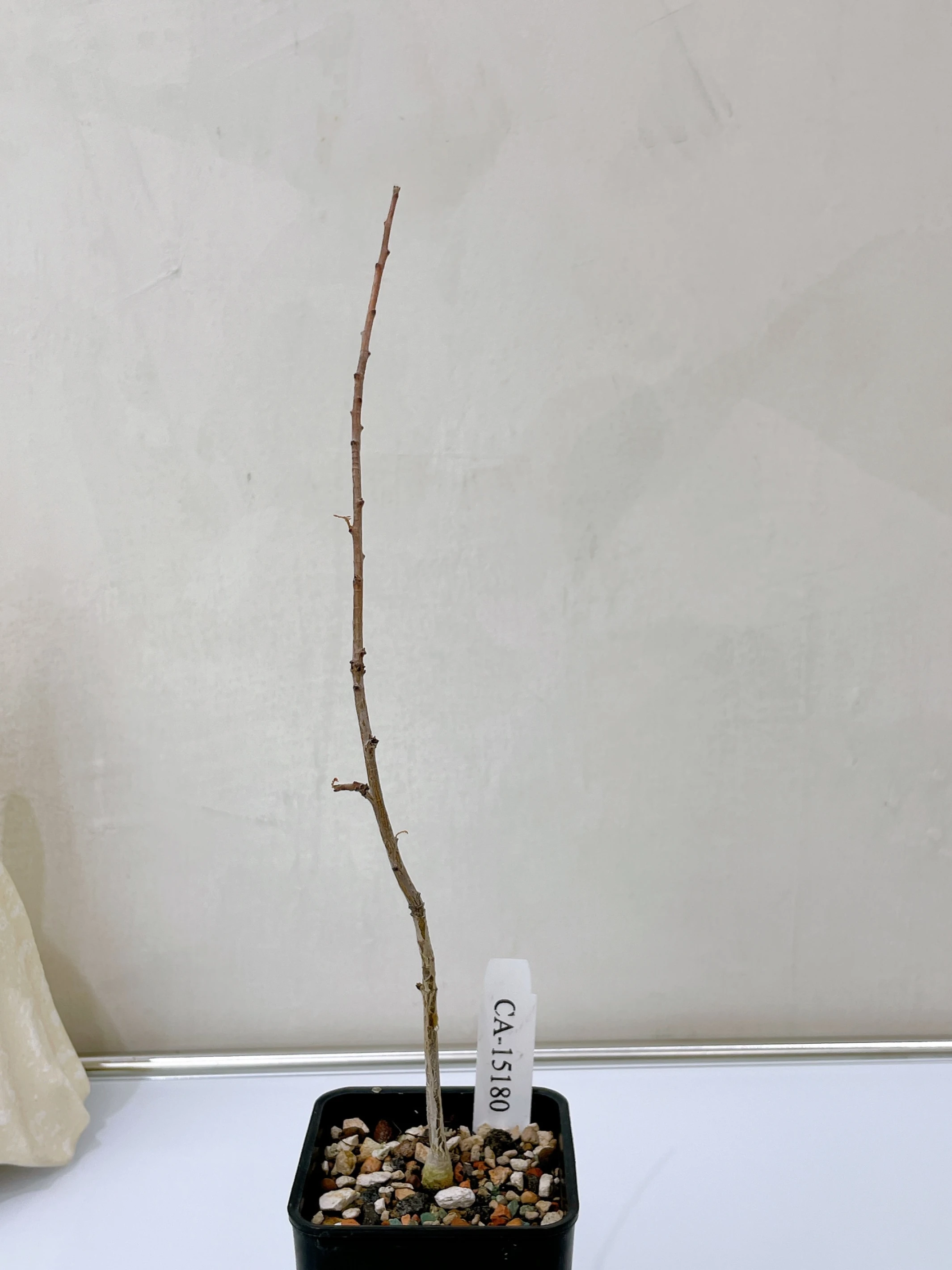 索島乳香 Boswellia socotrana CA-15180