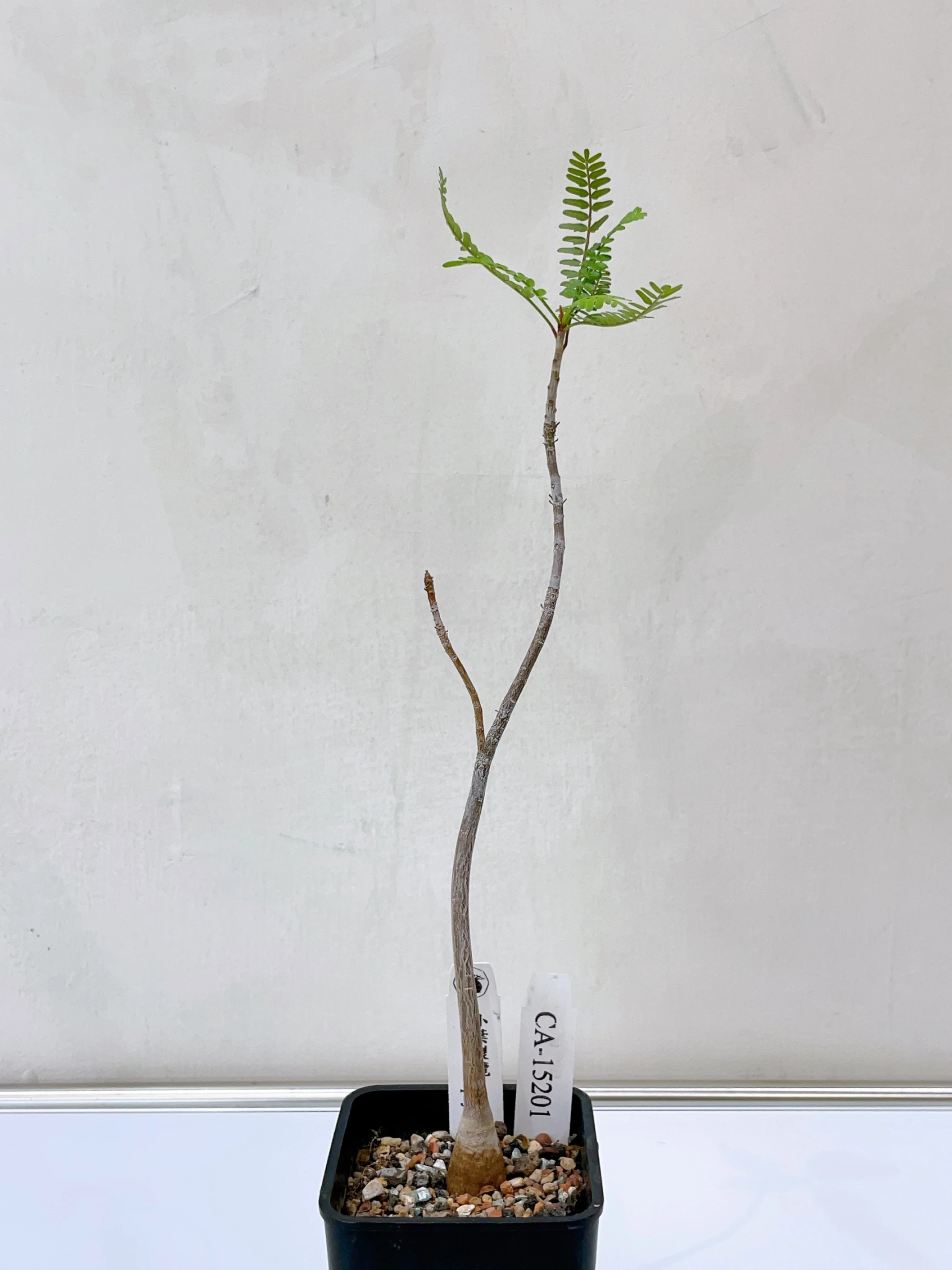 小葉裂欖 Bursera microphylla CA-15201