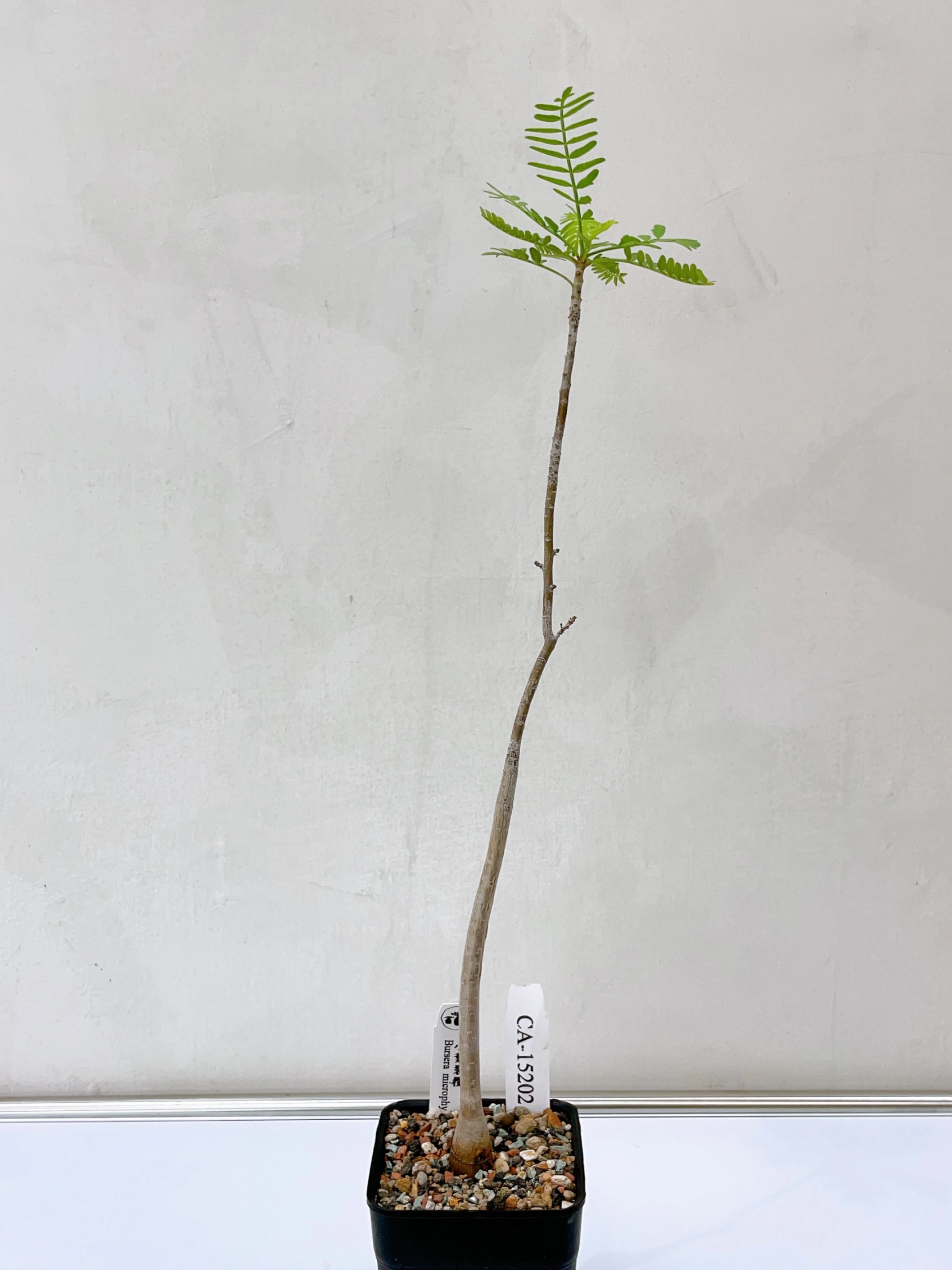 小葉裂欖 Bursera microphylla CA-15202