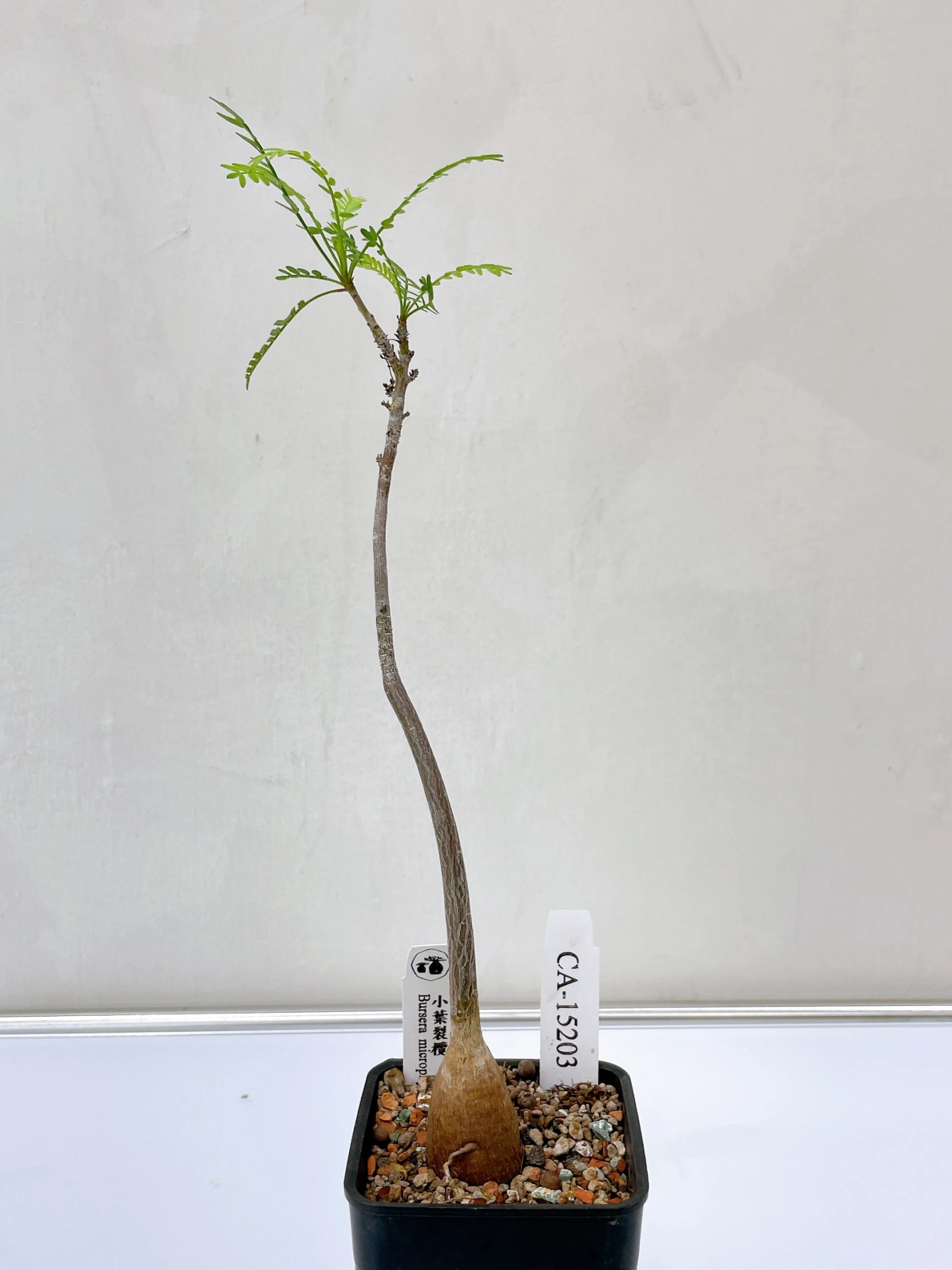小葉裂欖 Bursera microphylla CA-15203