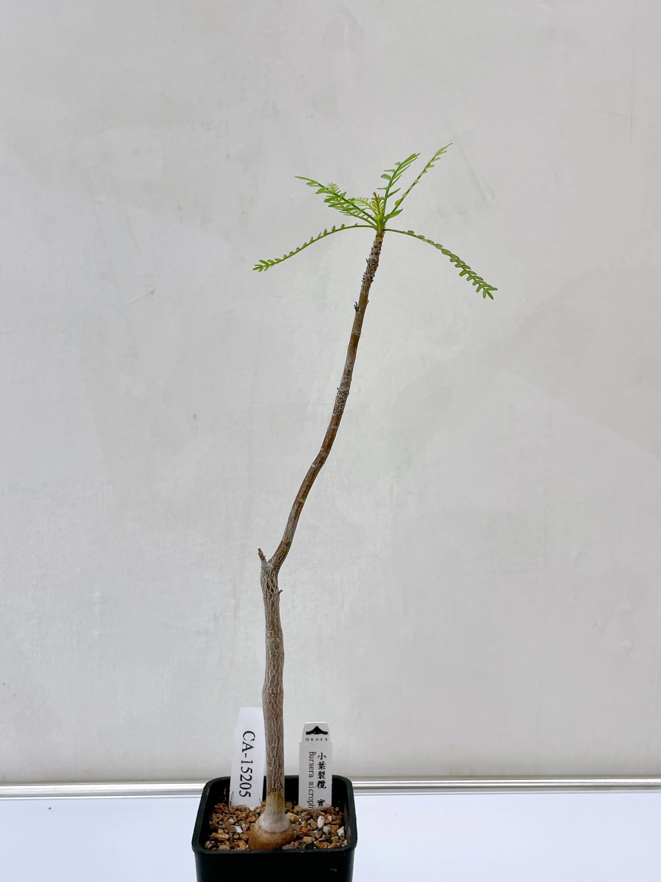 小葉裂欖 Bursera microphylla CA-15205