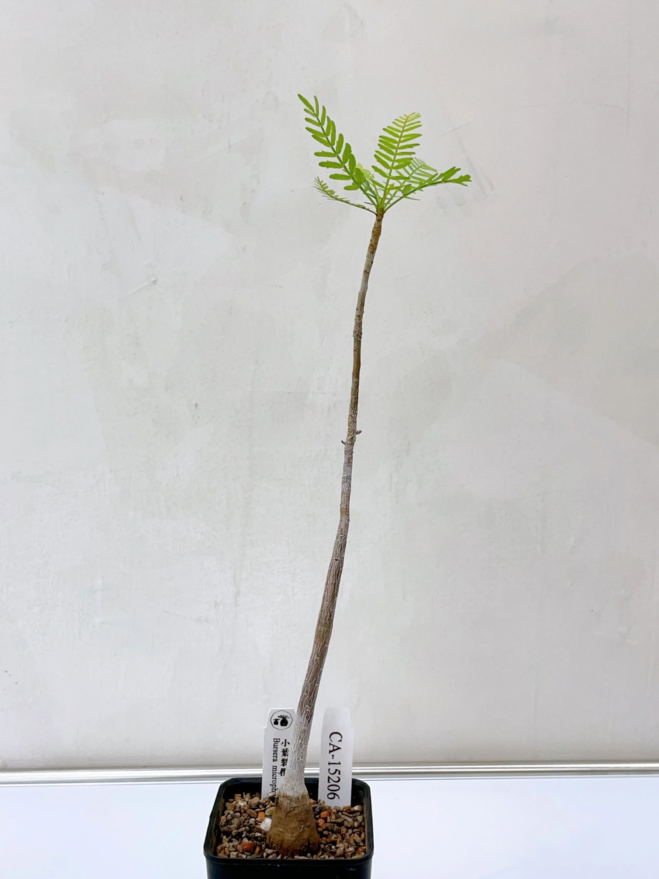 小葉裂欖 Bursera microphylla CA-15206