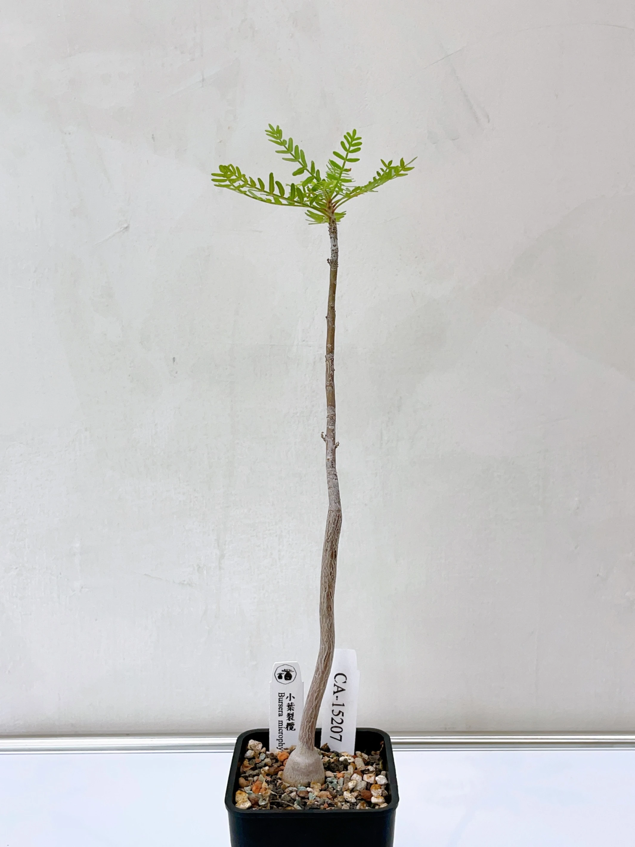 小葉裂欖 Bursera microphylla CA-15207