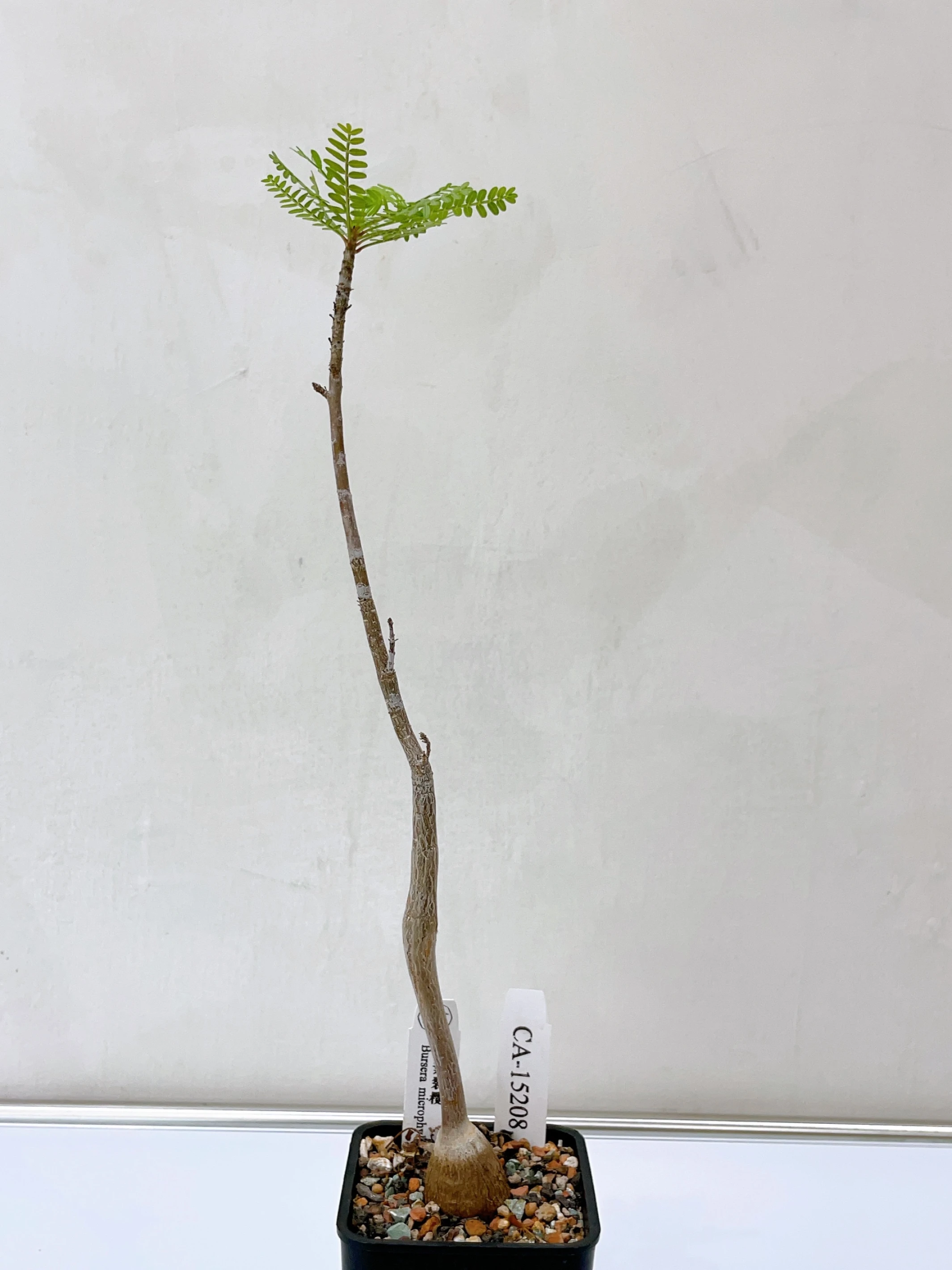 小葉裂欖 Bursera microphylla CA-15208