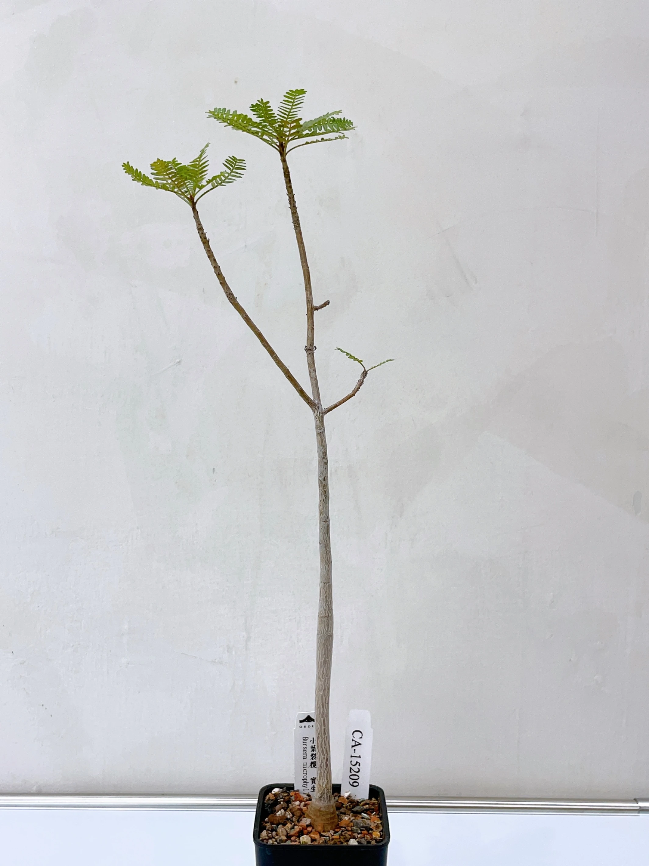 小葉裂欖 Bursera microphylla CA-15209