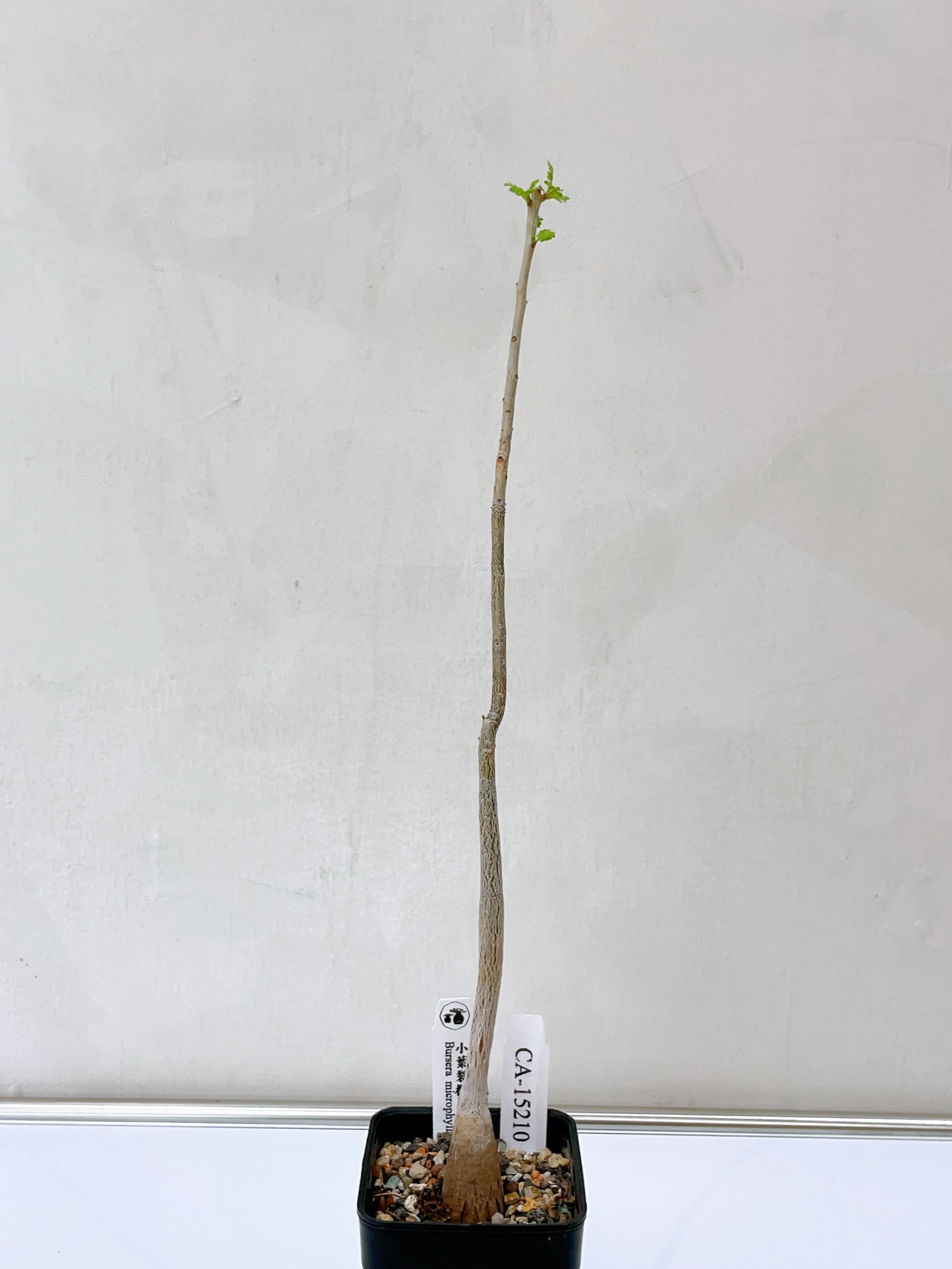 小葉裂欖 Bursera microphylla CA-15210