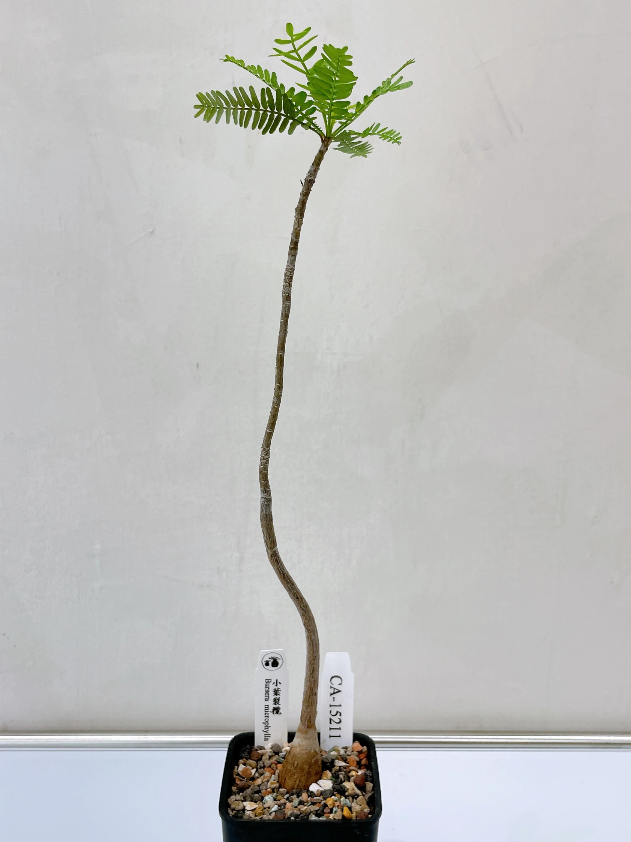 小葉裂欖 Bursera microphylla CA-15211