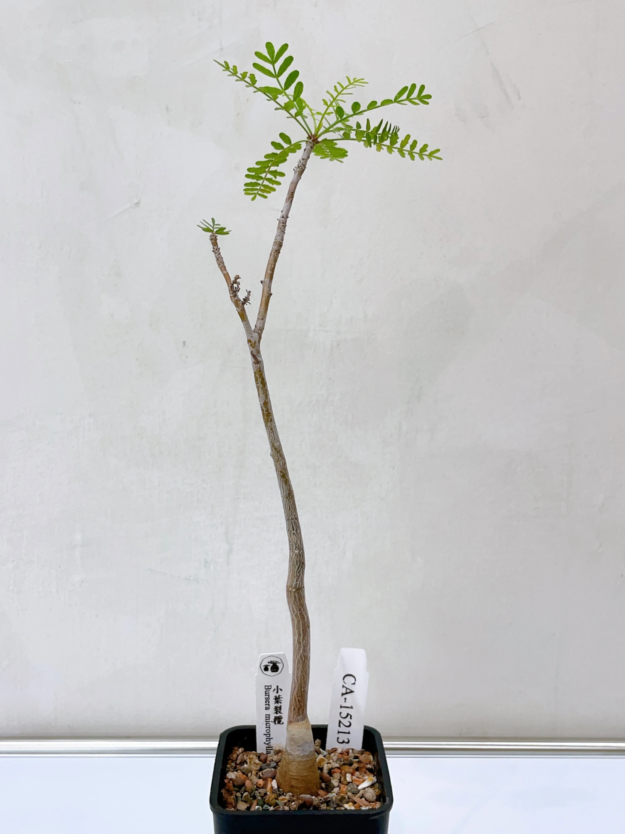 小葉裂欖 Bursera microphylla CA-15213