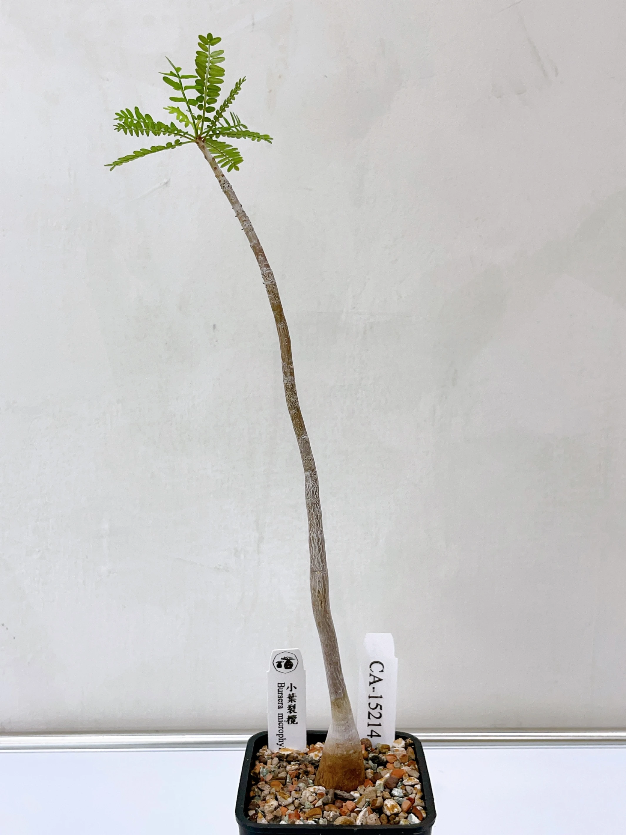 小葉裂欖 Bursera microphylla CA-15214