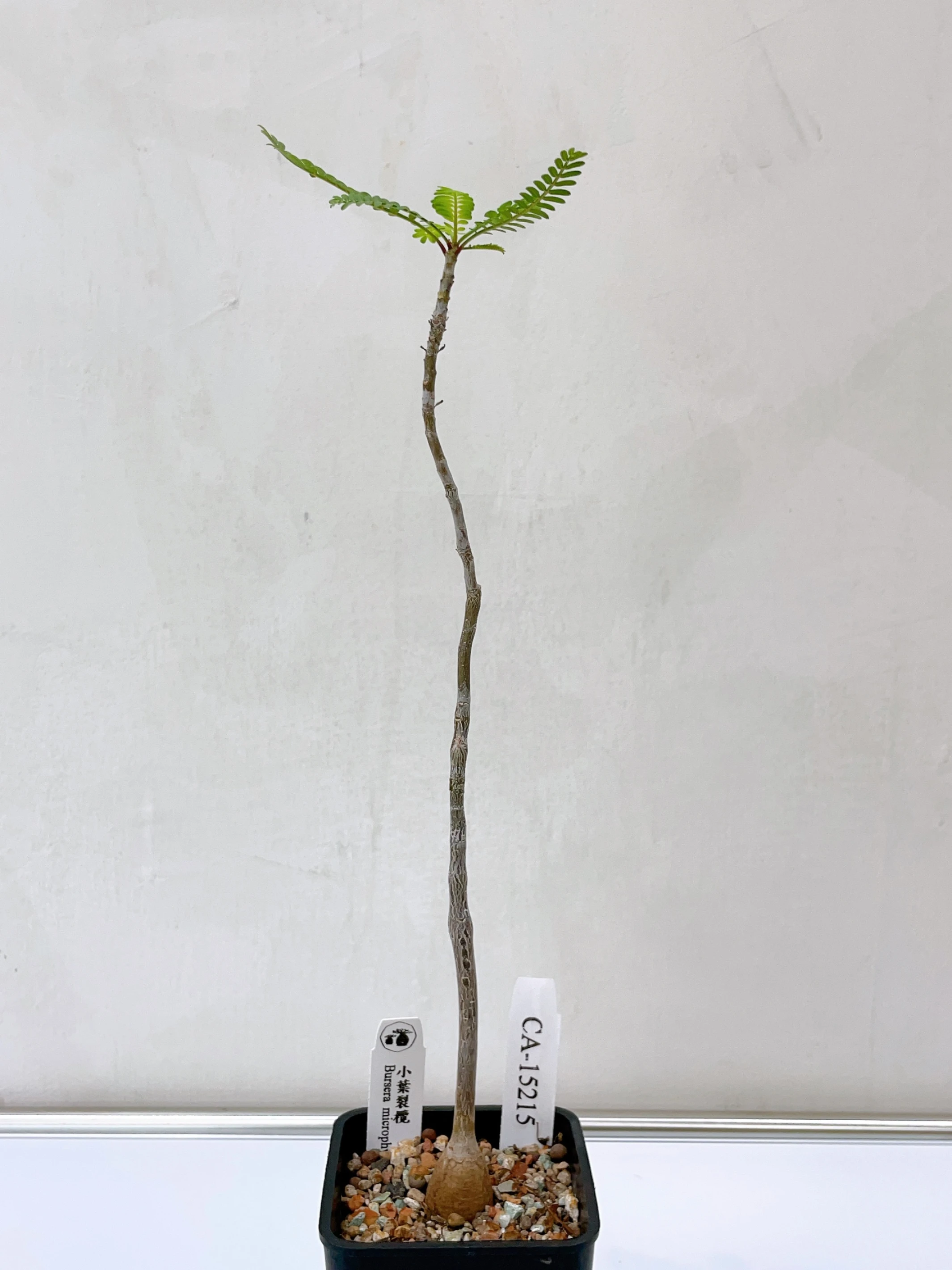 小葉裂欖 Bursera microphylla CA-15215