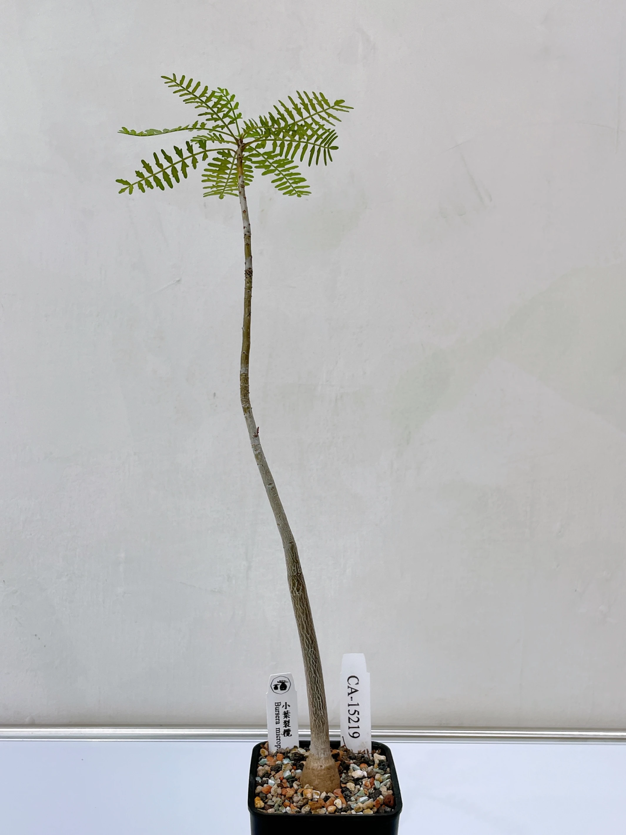 小葉裂欖 Bursera microphylla CA-15219