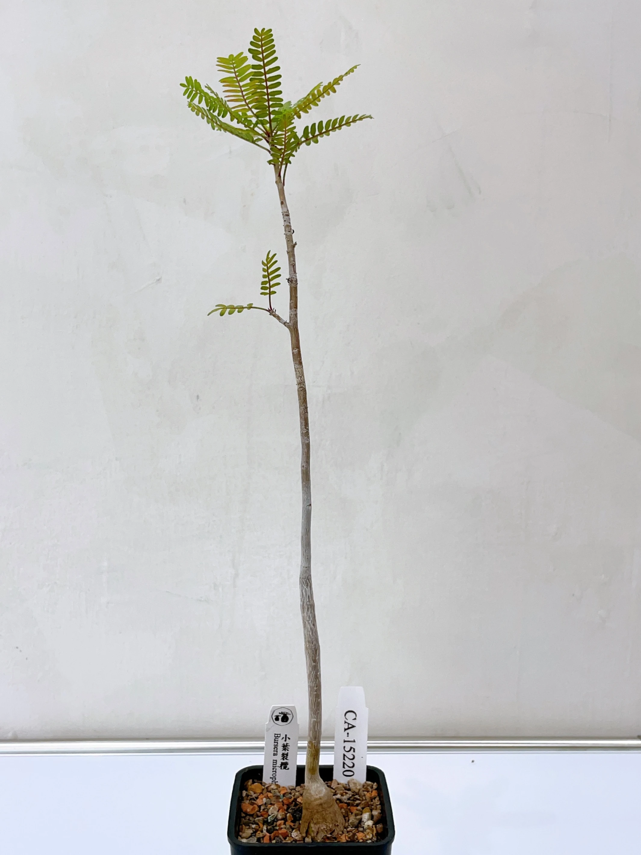 小葉裂欖 Bursera microphylla CA-15220
