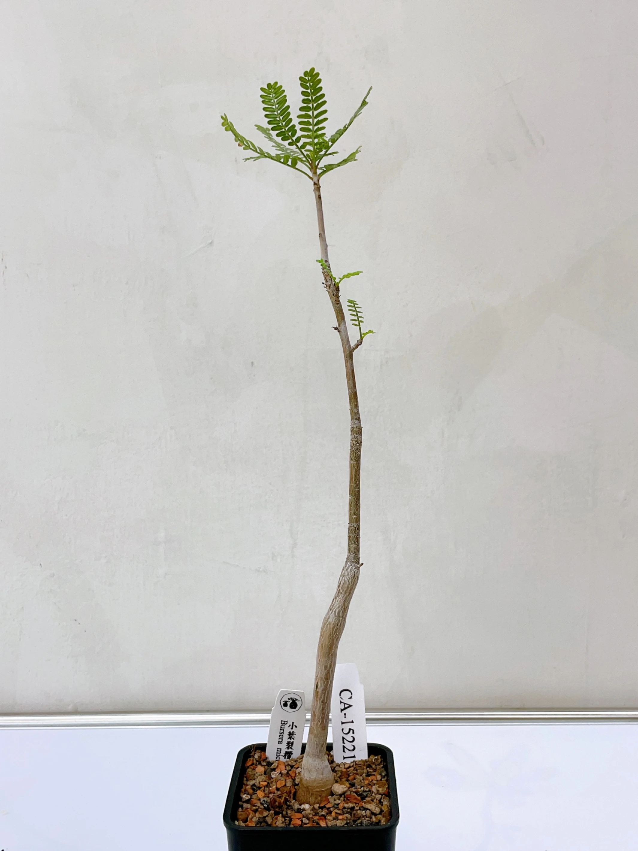 小葉裂欖 Bursera microphylla CA-15221
