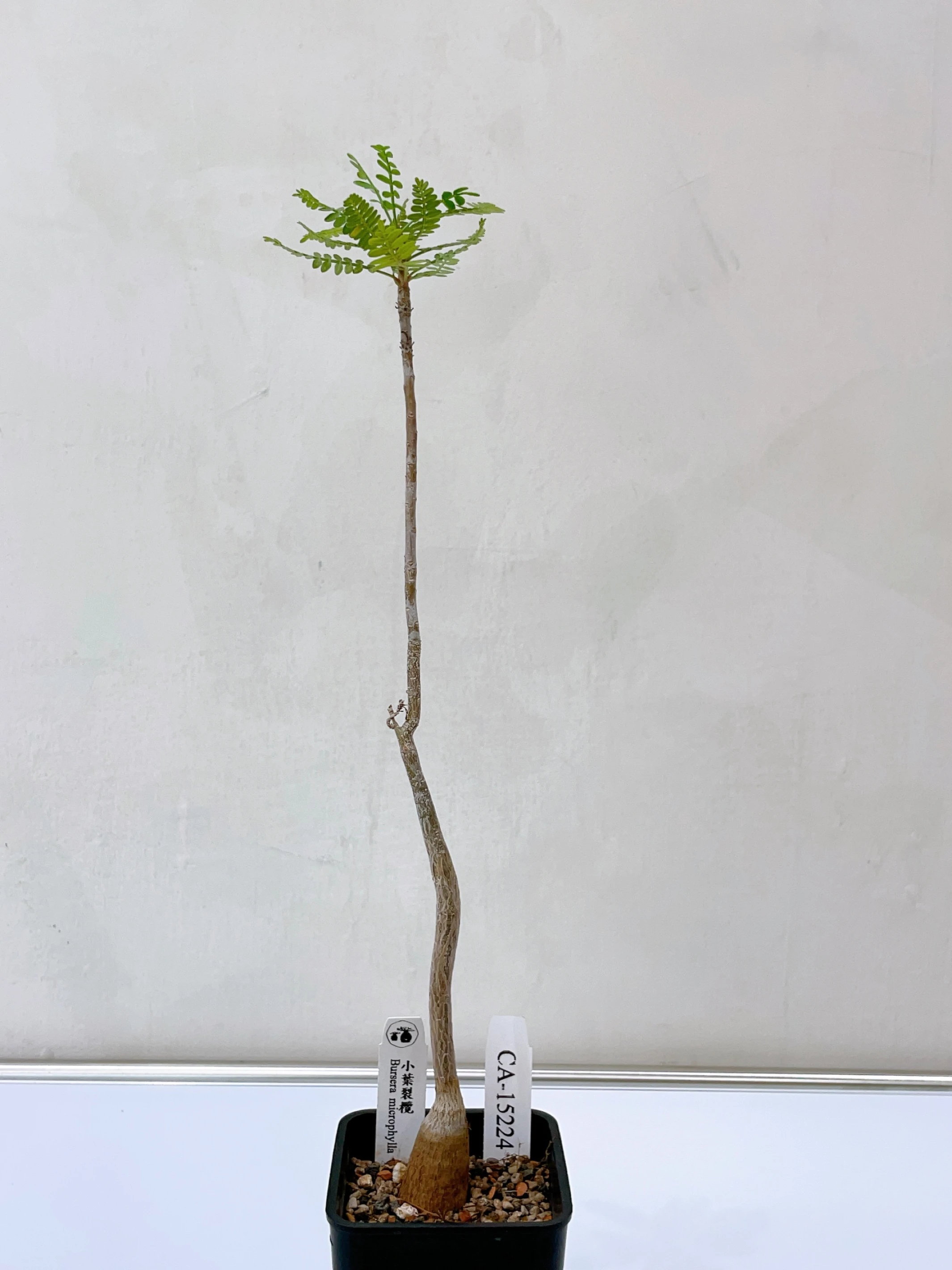小葉裂欖 Bursera microphylla CA-15224