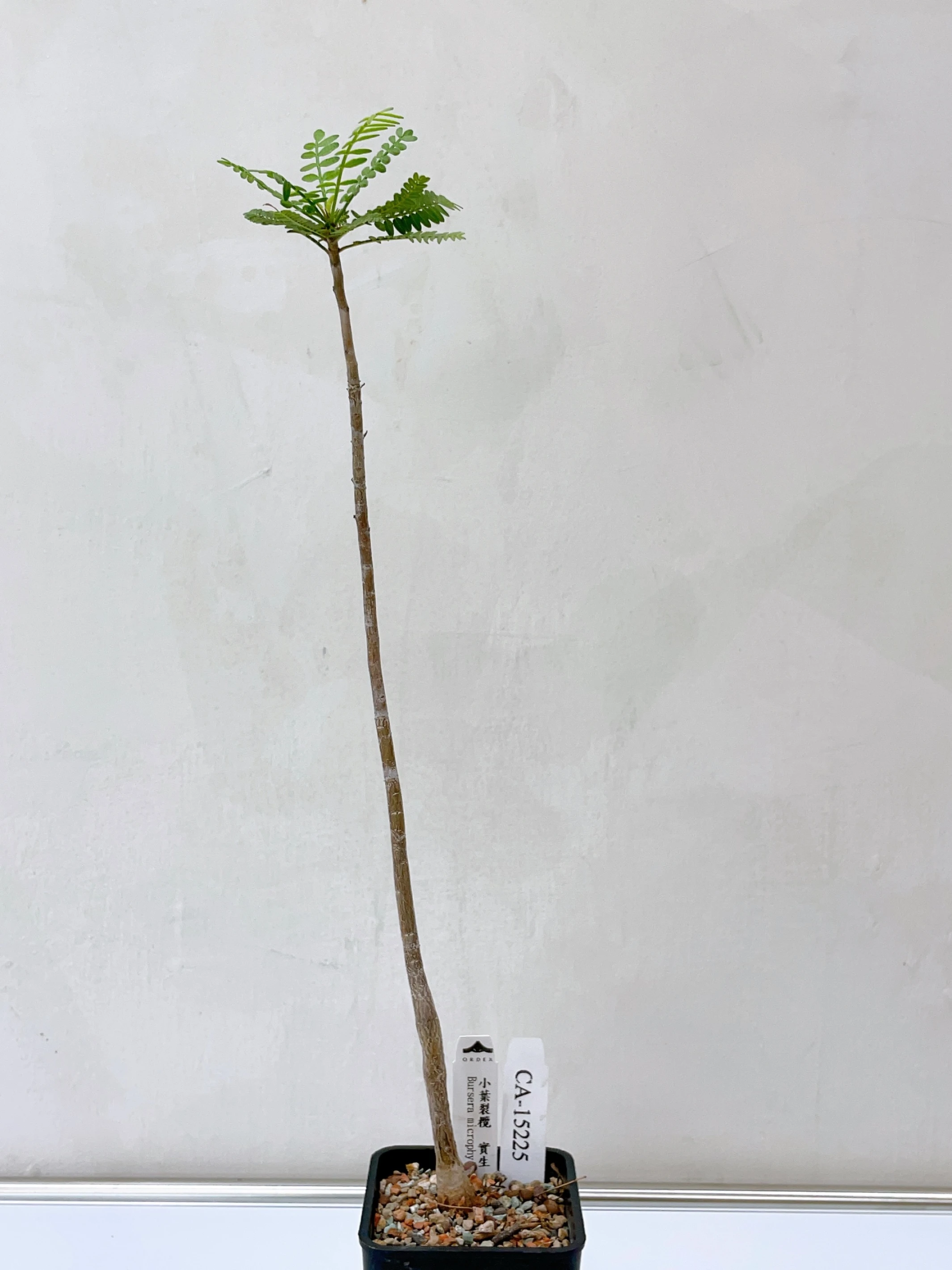 小葉裂欖 Bursera microphylla CA-15225