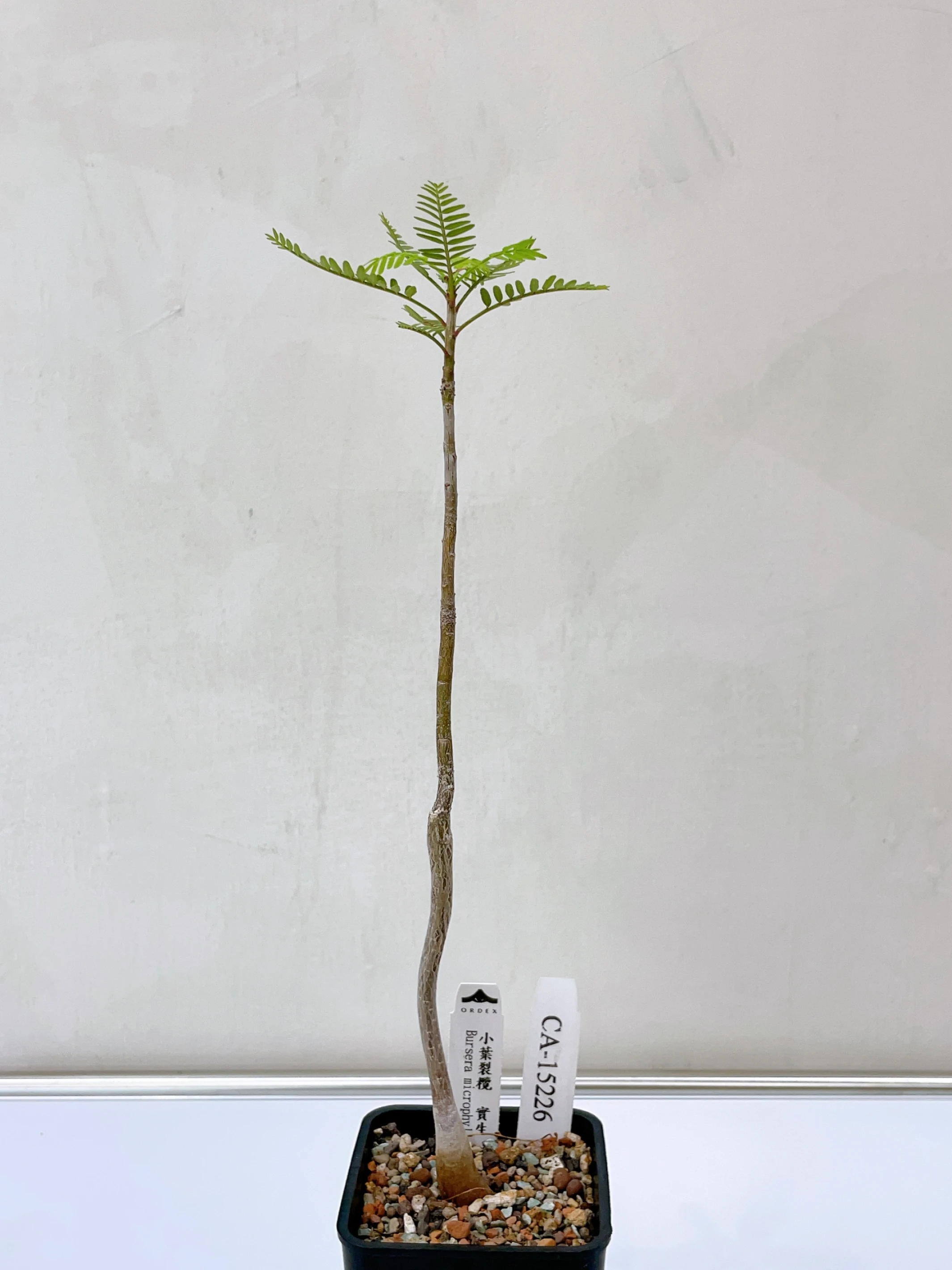小葉裂欖 Bursera microphylla CA-15226