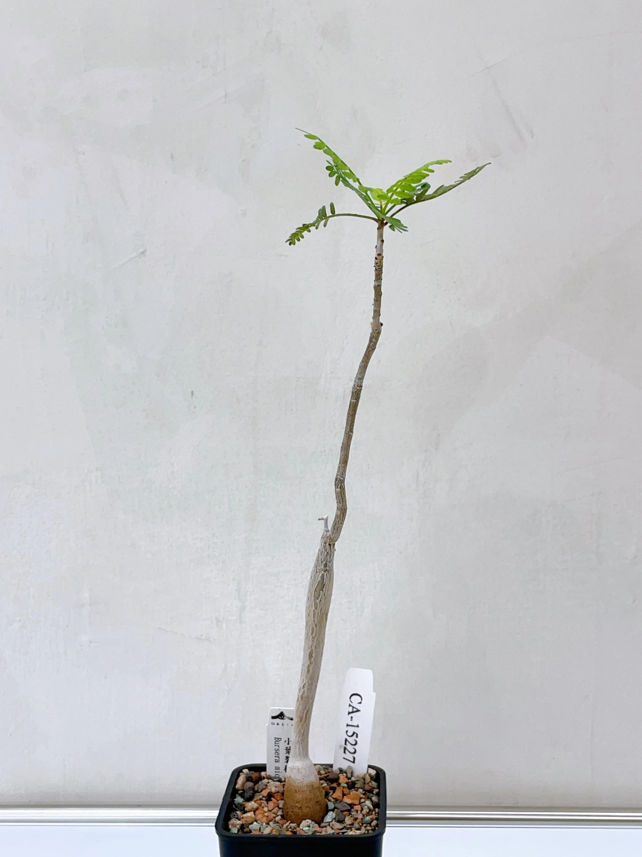 小葉裂欖 Bursera microphylla CA-15227