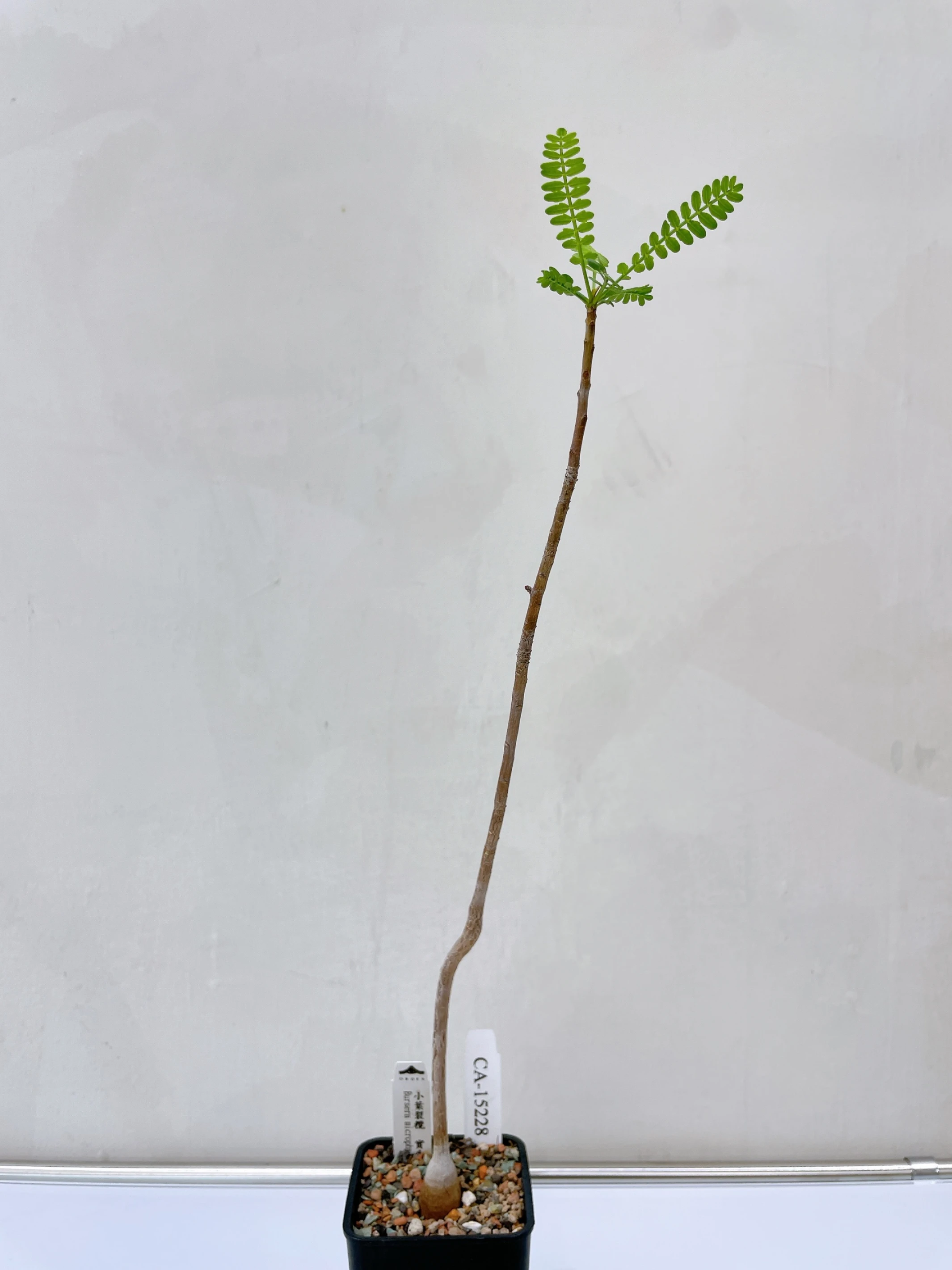 小葉裂欖 Bursera microphylla CA-15228