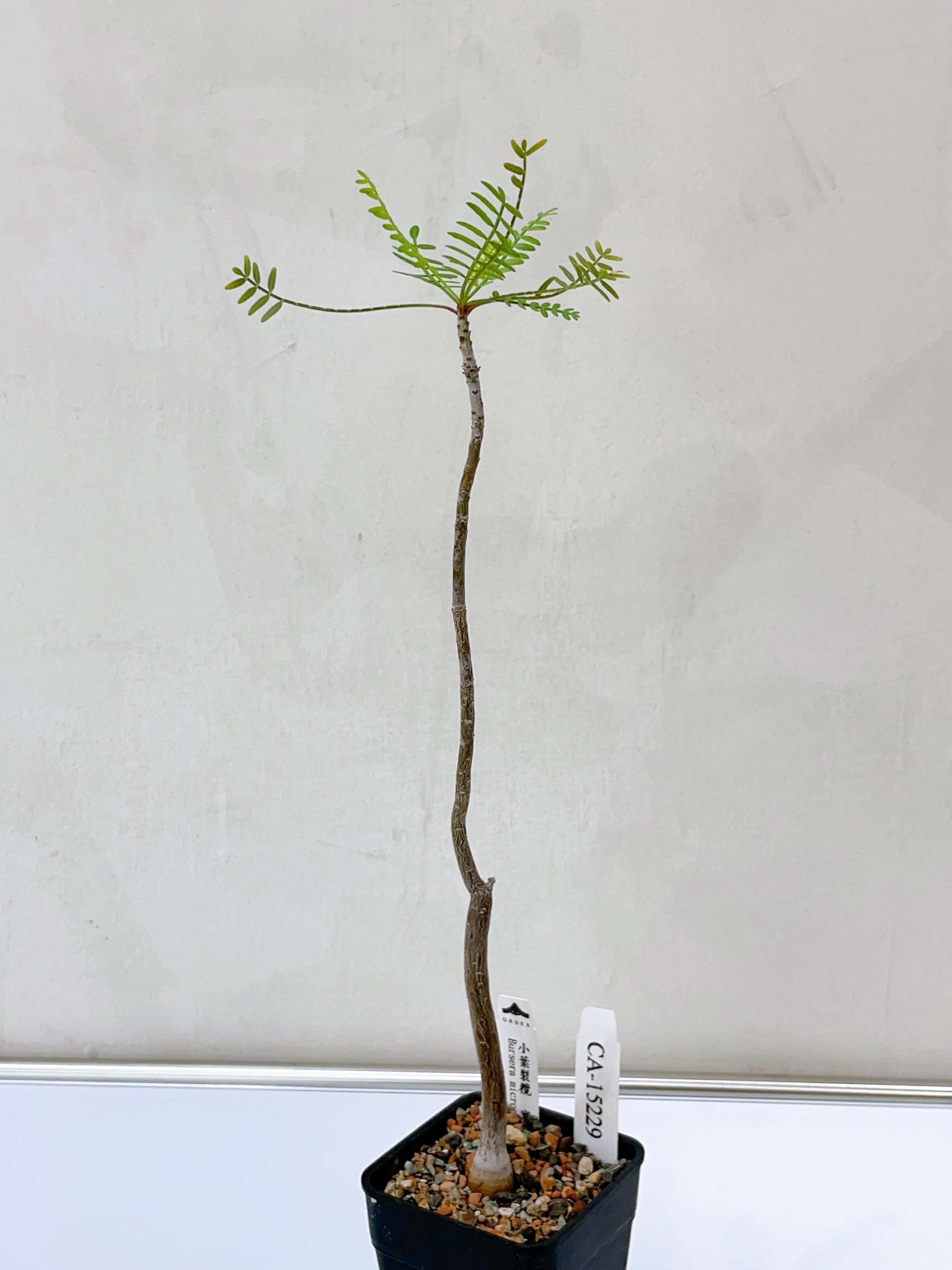 小葉裂欖 Bursera microphylla CA-15229
