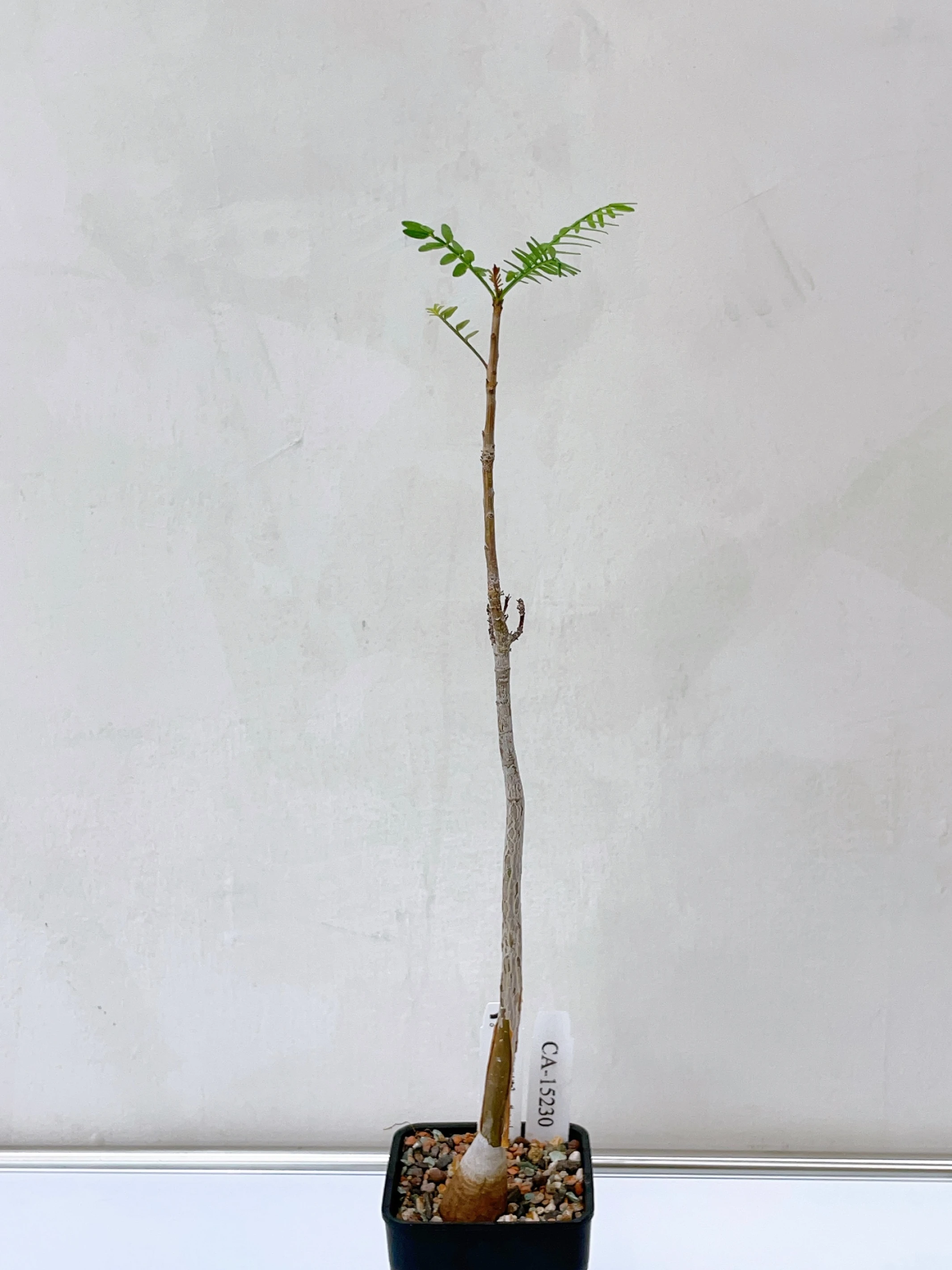 小葉裂欖 Bursera microphylla CA-15230
