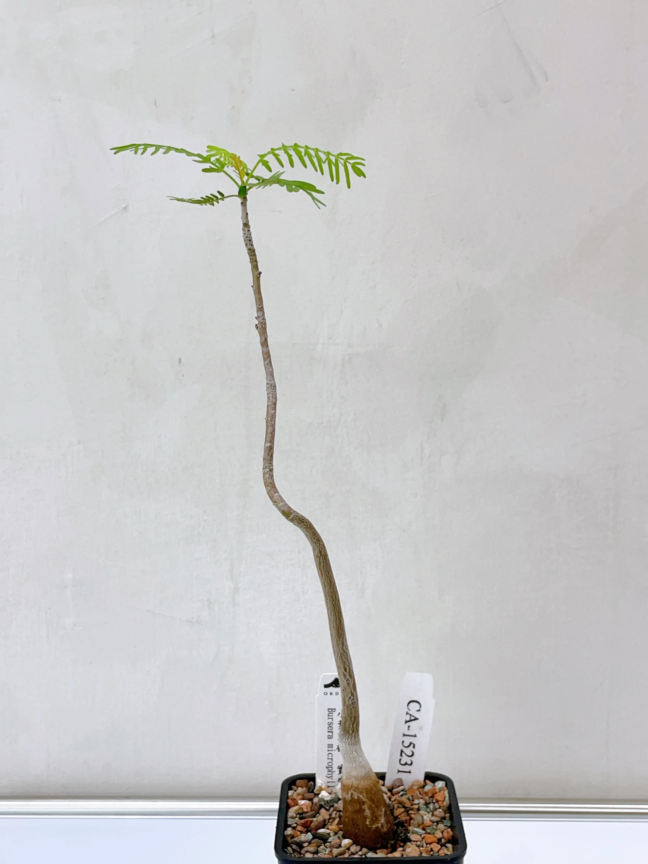 小葉裂欖 Bursera microphylla CA-15231