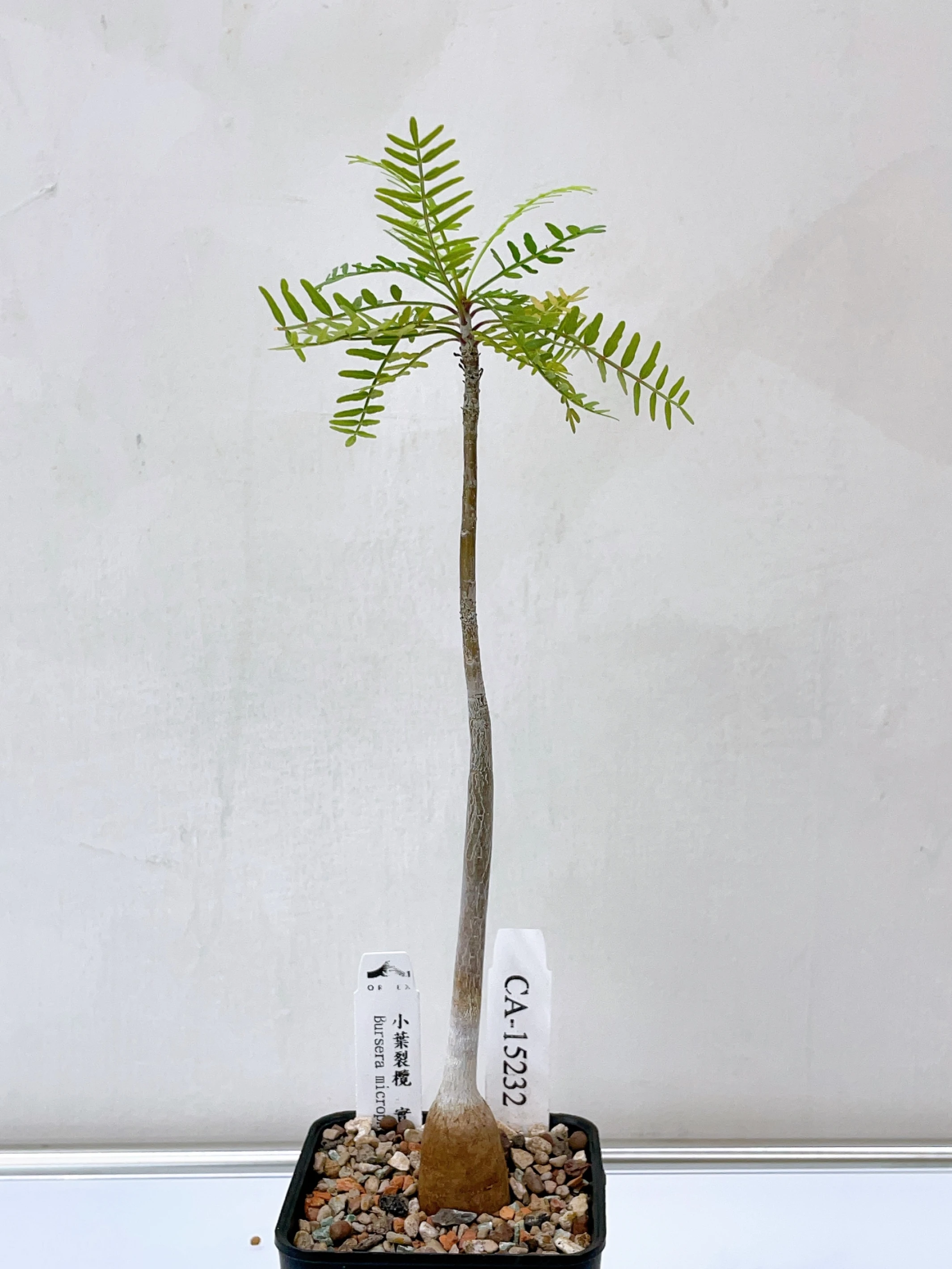 小葉裂欖 Bursera microphylla CA-15232