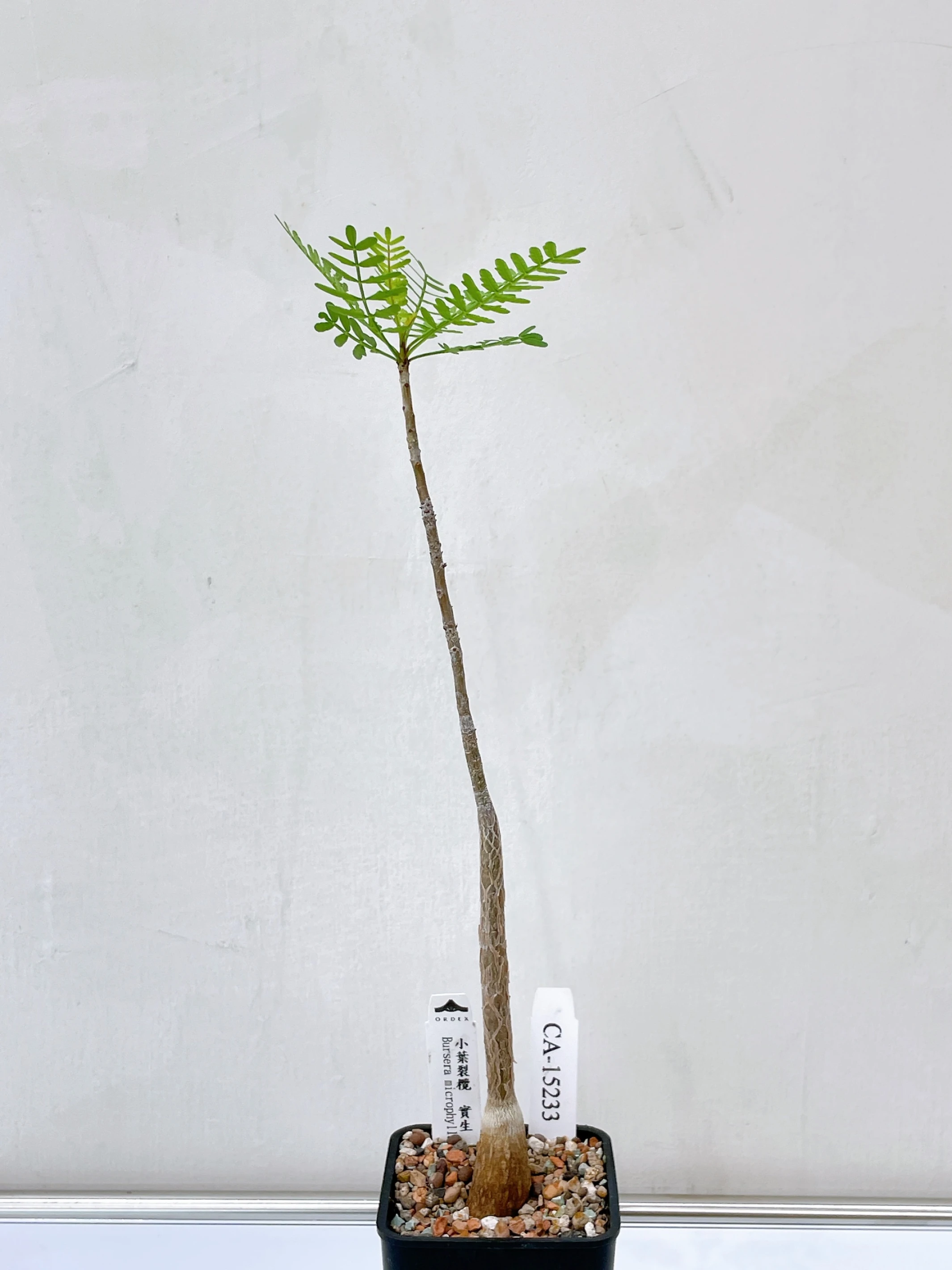 小葉裂欖 Bursera microphylla CA-15233