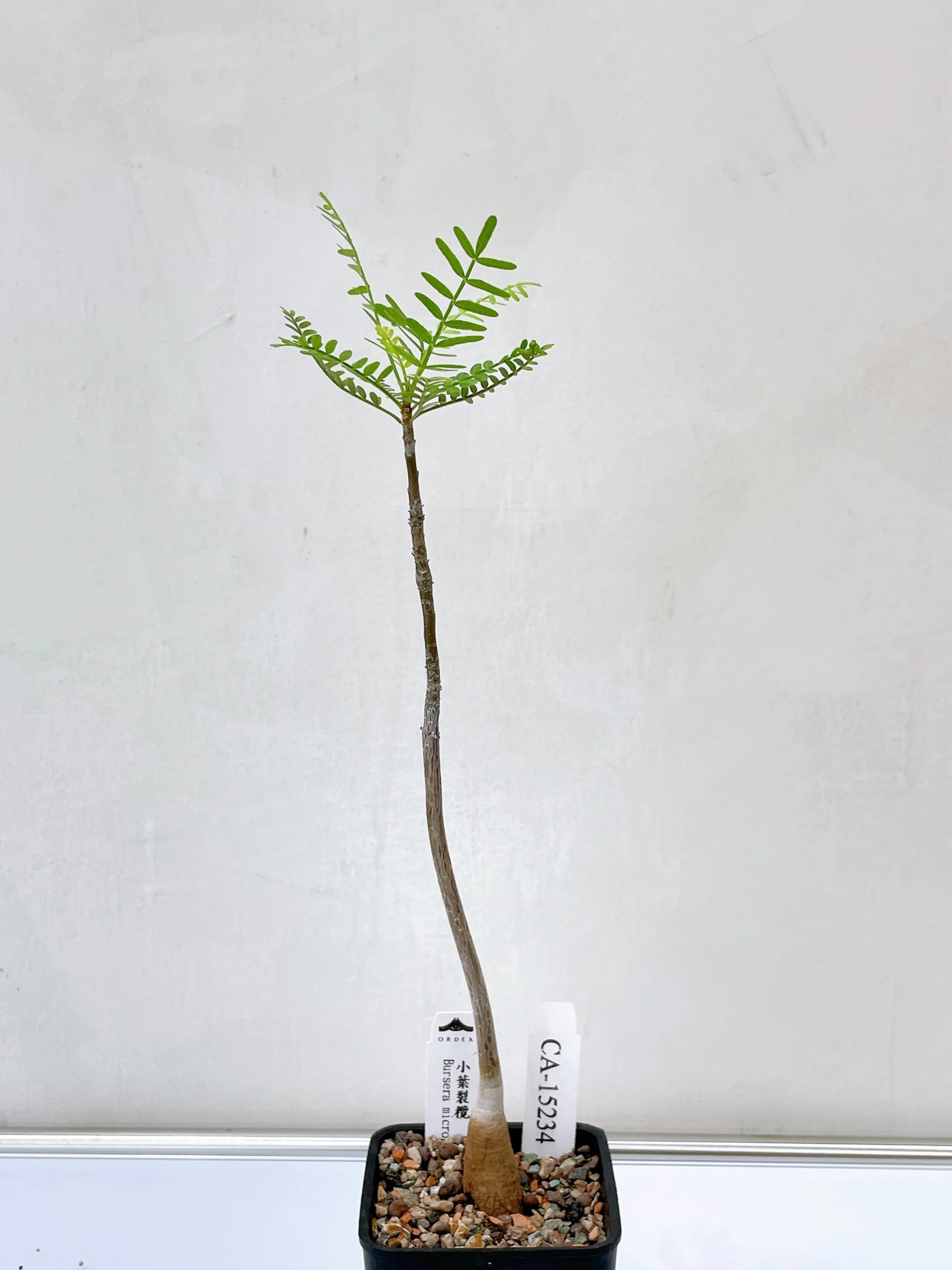 小葉裂欖 Bursera microphylla CA-15234
