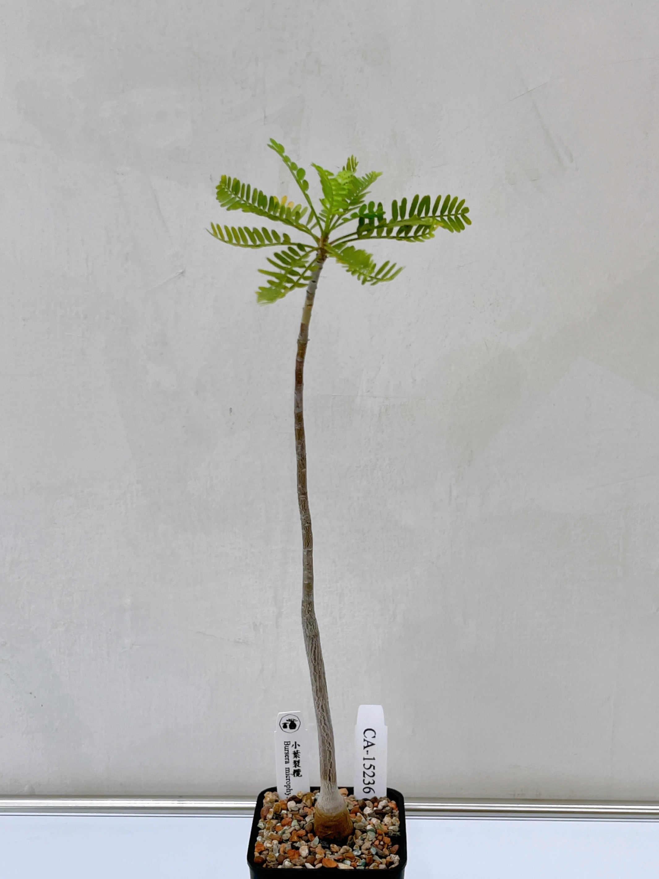 小葉裂欖 Bursera microphylla CA-15236