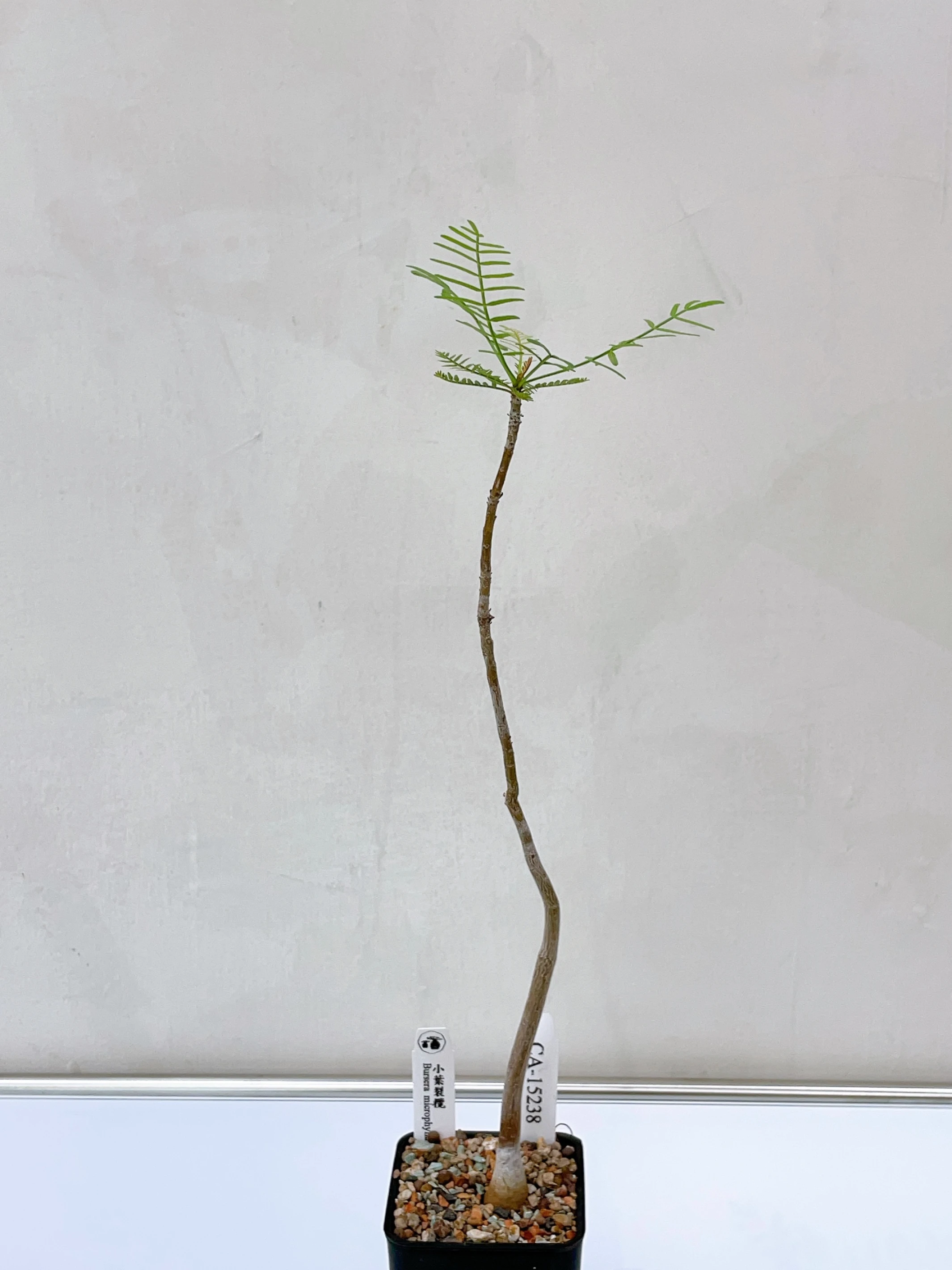 小葉裂欖 Bursera microphylla CA-15238
