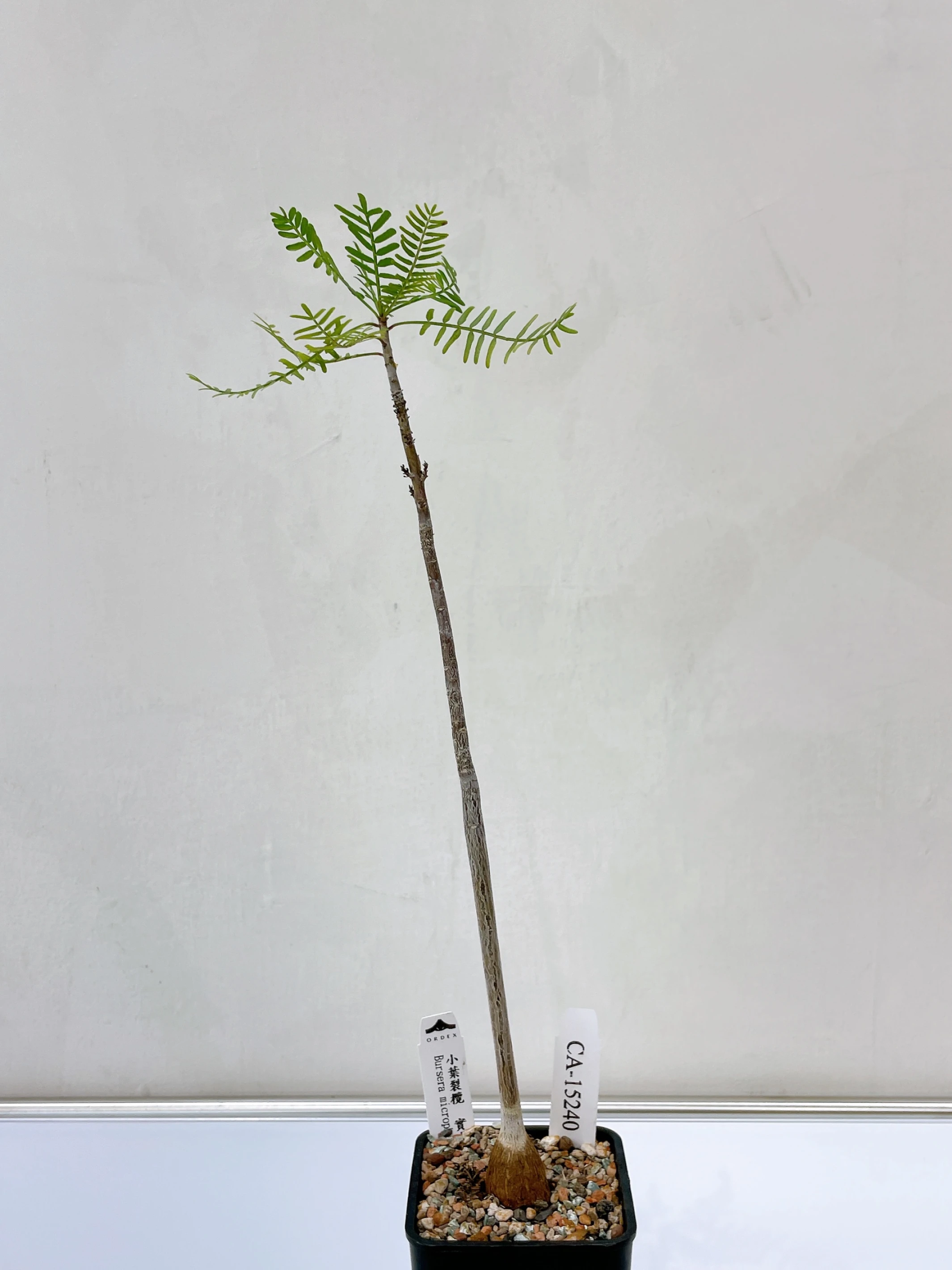 小葉裂欖 Bursera microphylla CA-15240