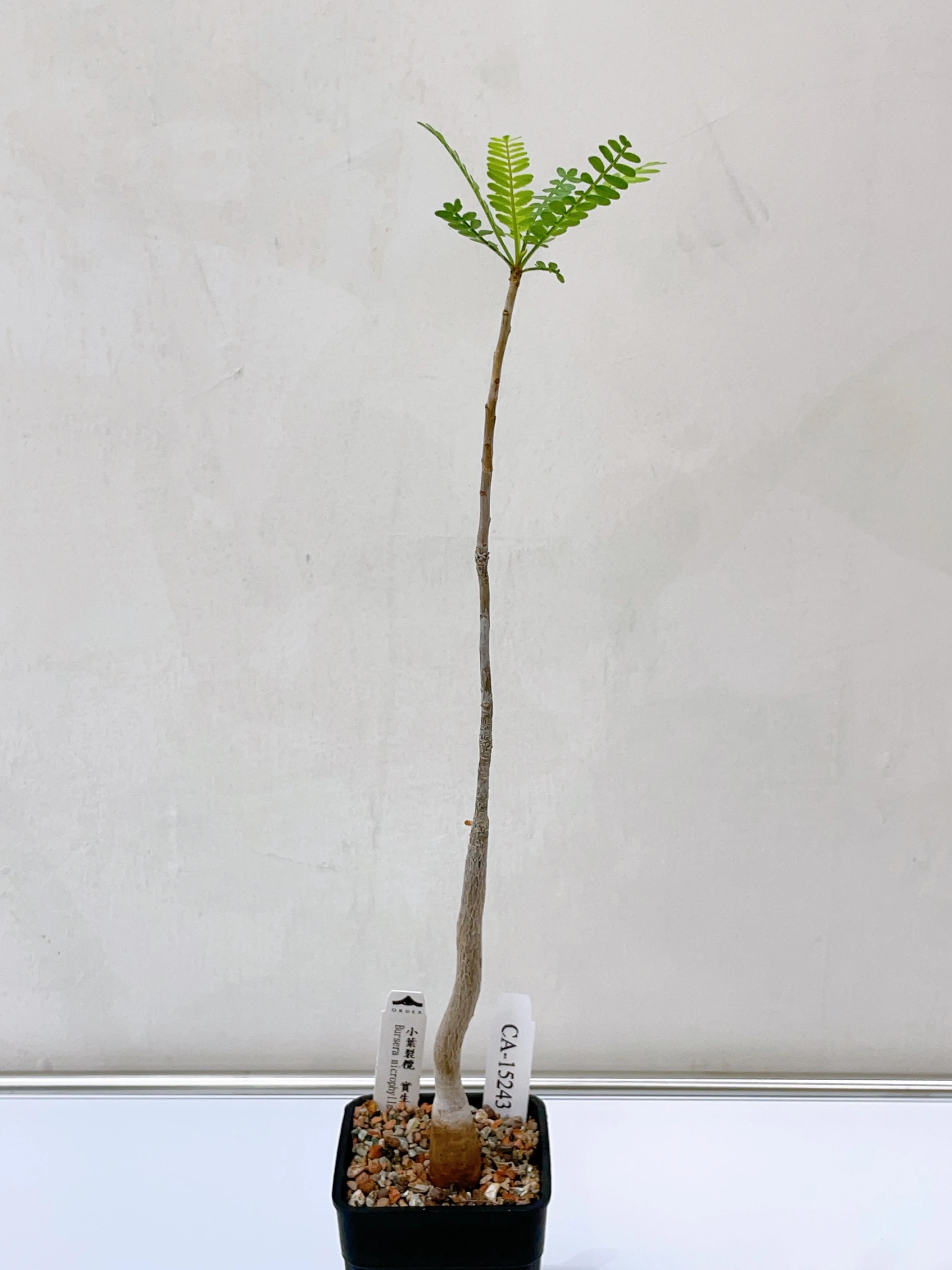 小葉裂欖 Bursera microphylla CA-15242