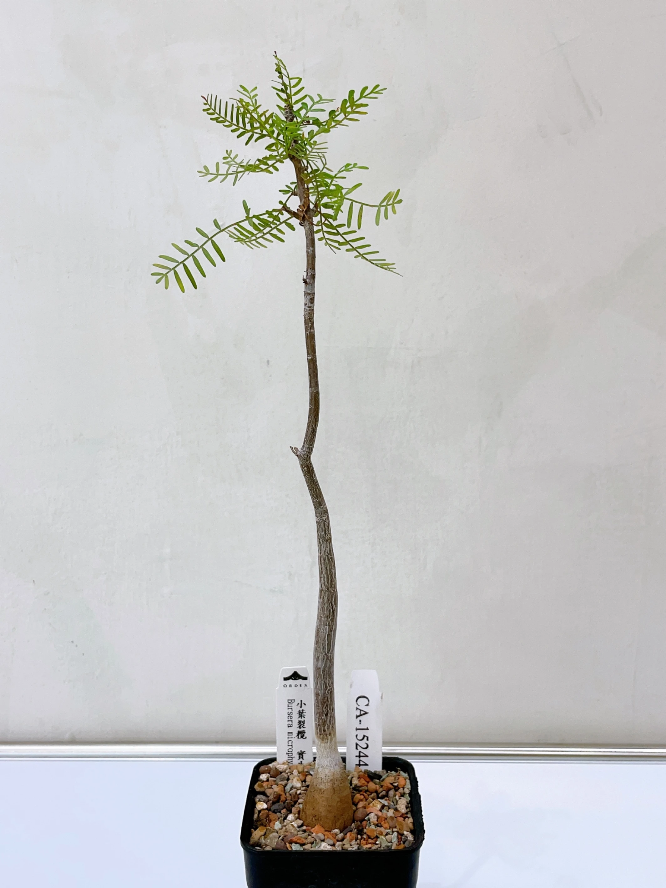 小葉裂欖 Bursera microphylla CA-15244