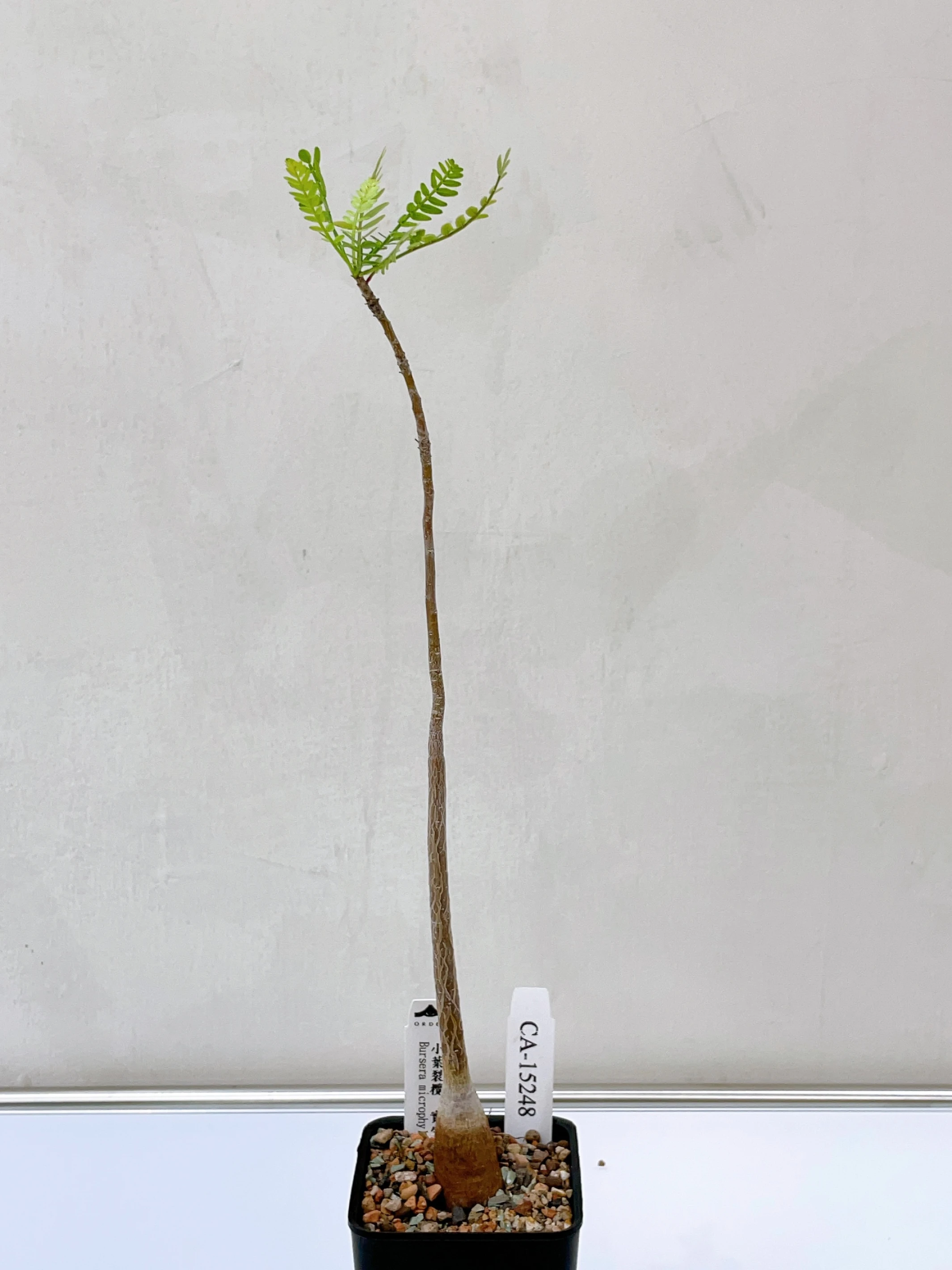 小葉裂欖 Bursera microphylla CA-15248