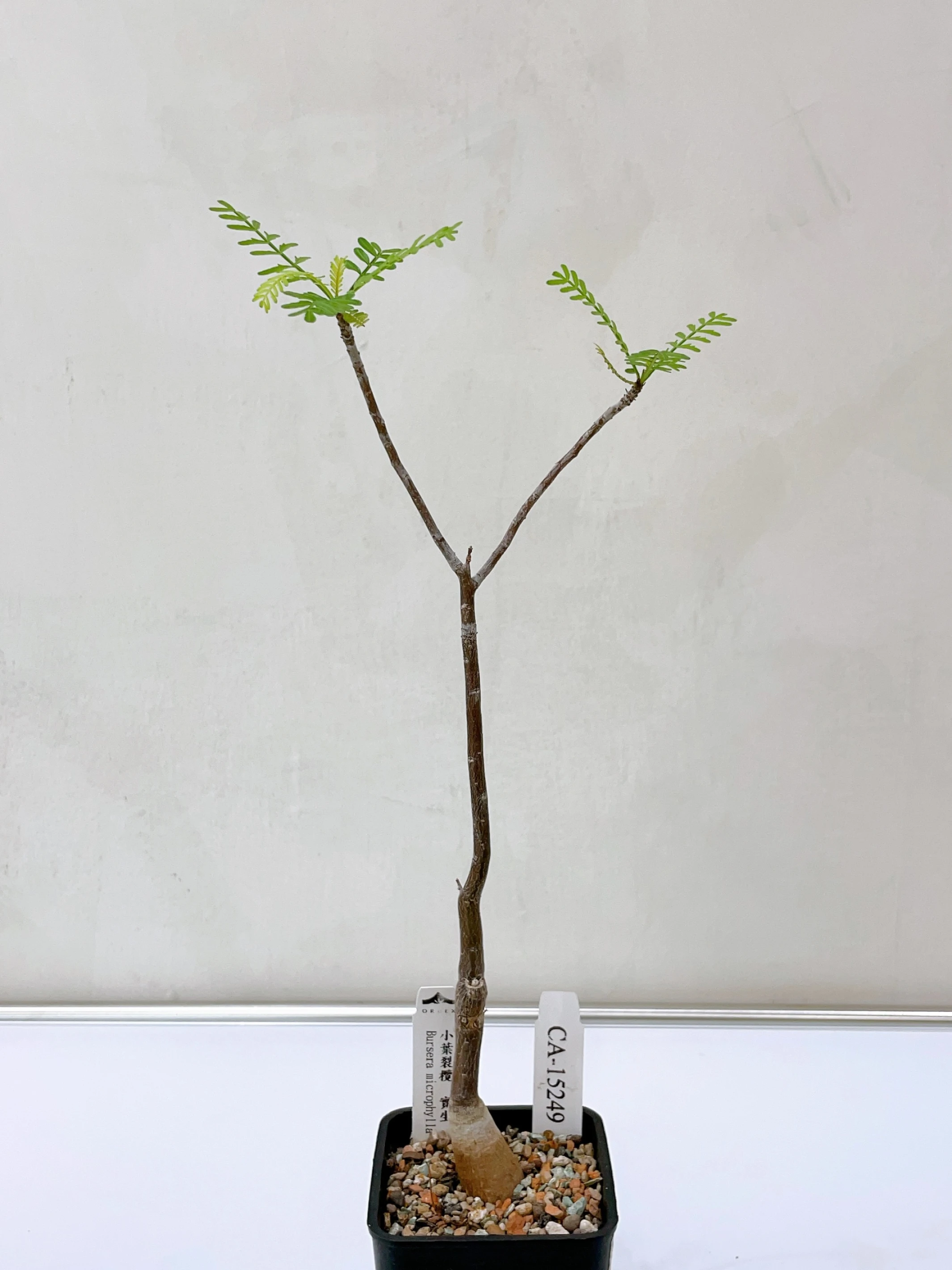 小葉裂欖 Bursera microphylla CA-15249