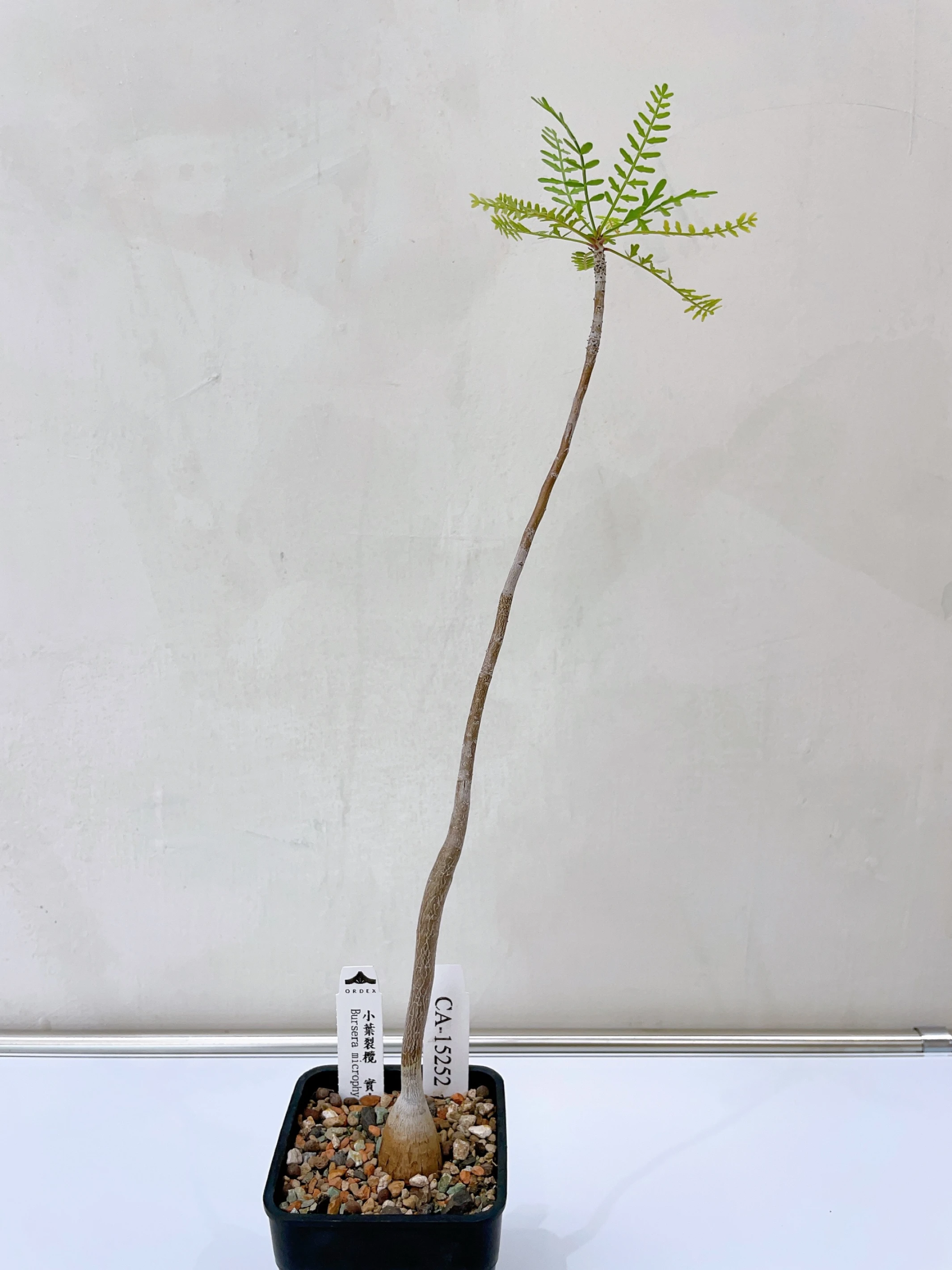 小葉裂欖 Bursera microphylla CA-15252