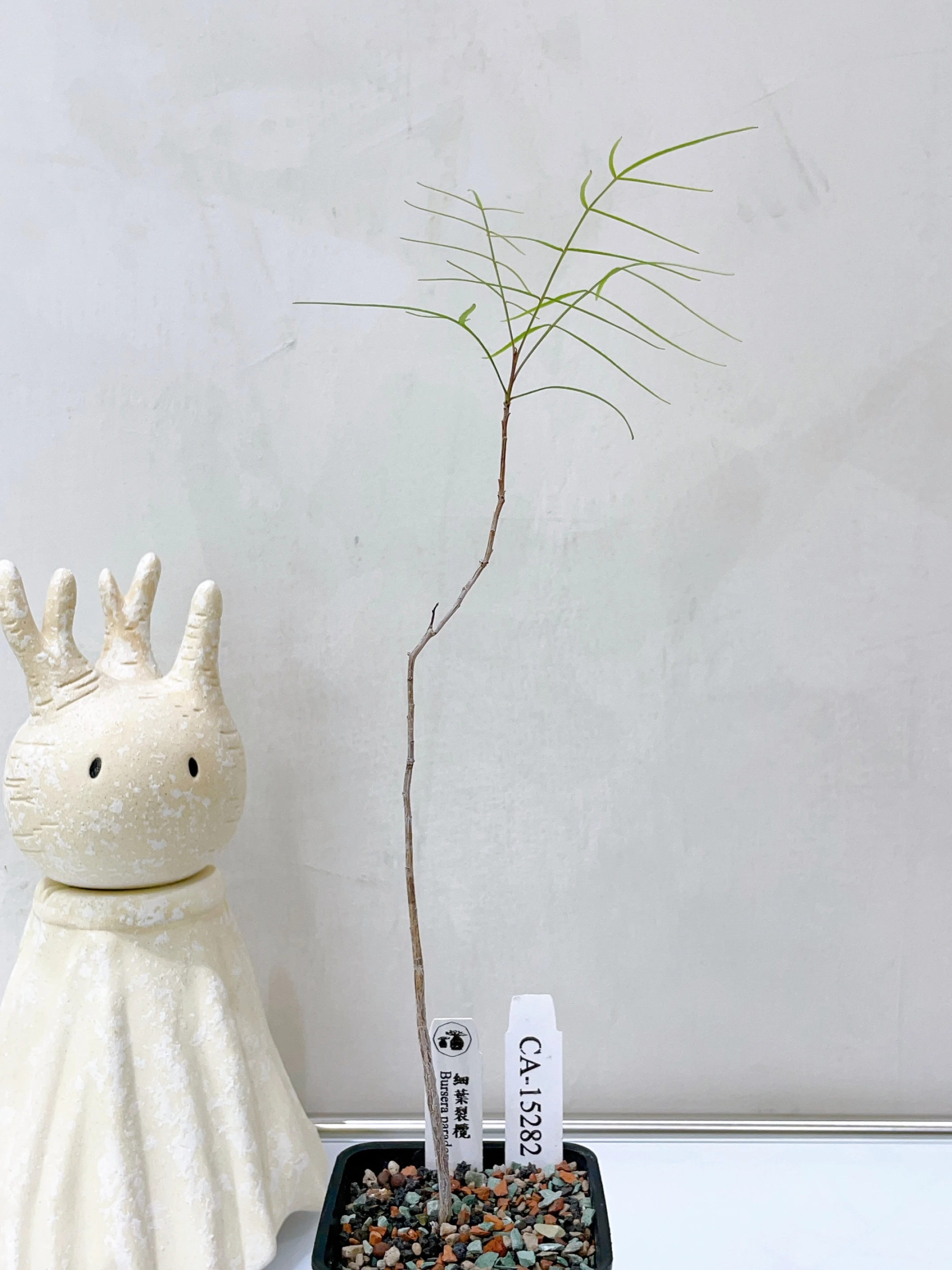 細葉裂欖 Bursera paradoxa CA-15282