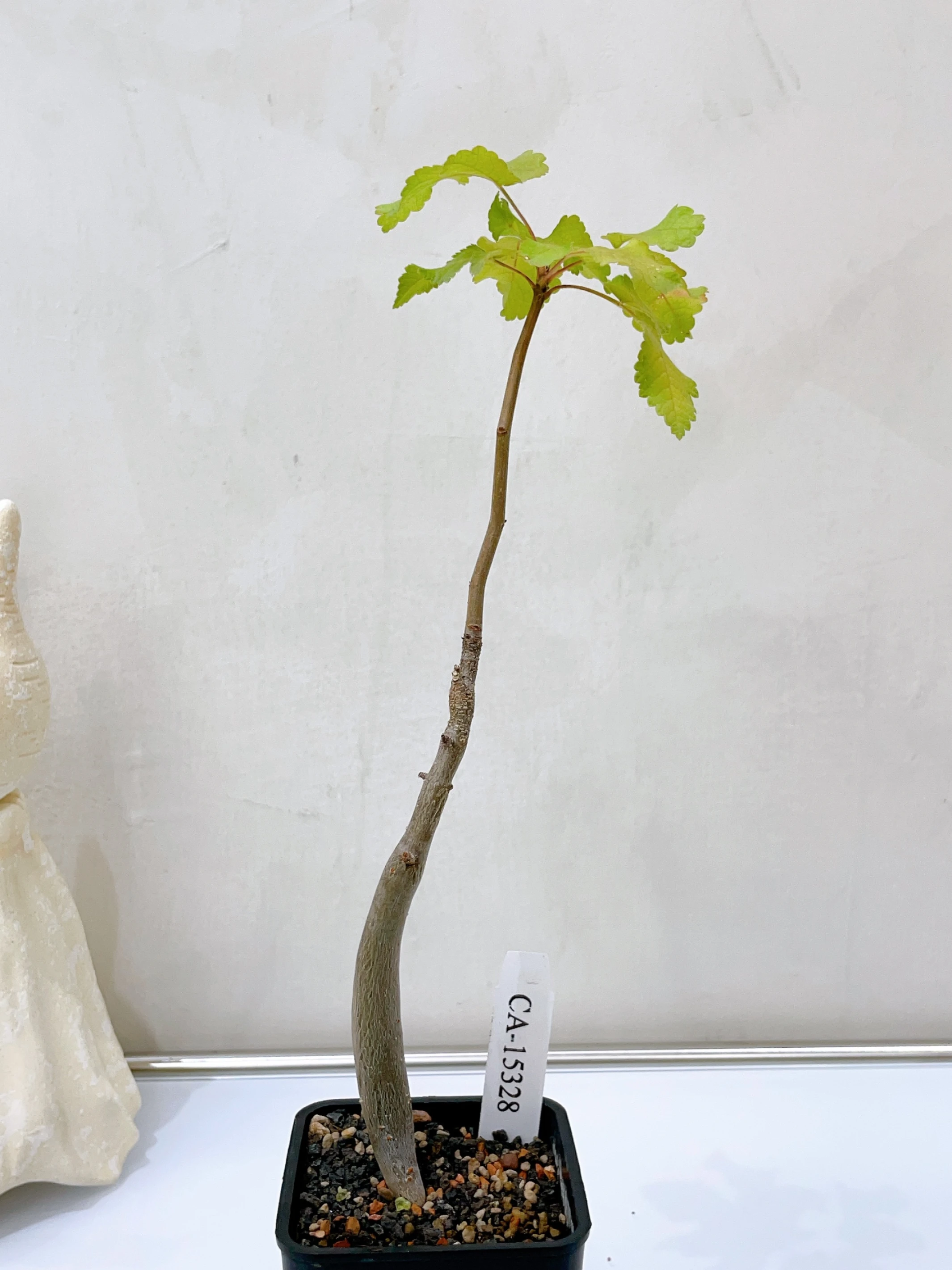 役之行者 Bursera hindsiana CA-15328
