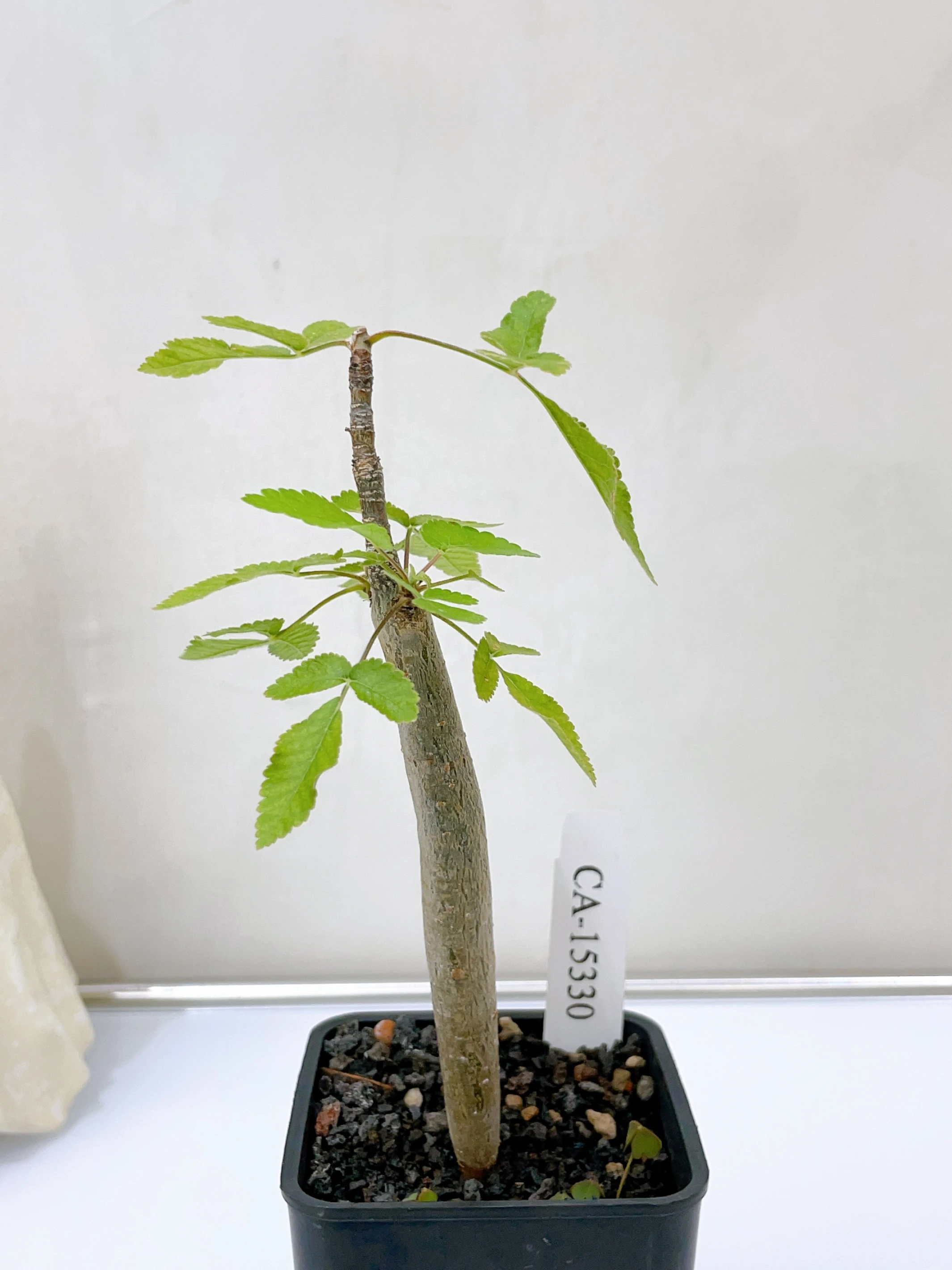 役之行者 Bursera hindsiana CA-15330