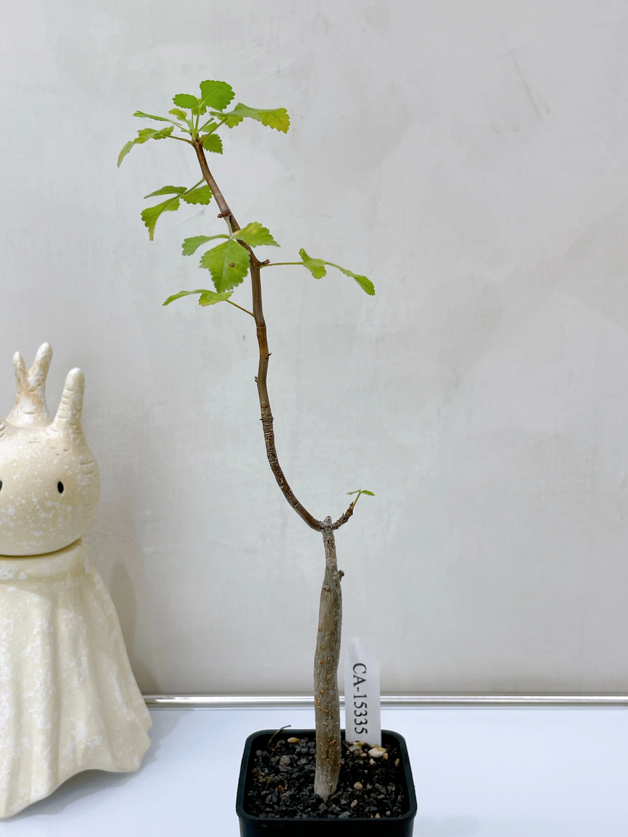 役之行者 Bursera hindsiana CA-15335