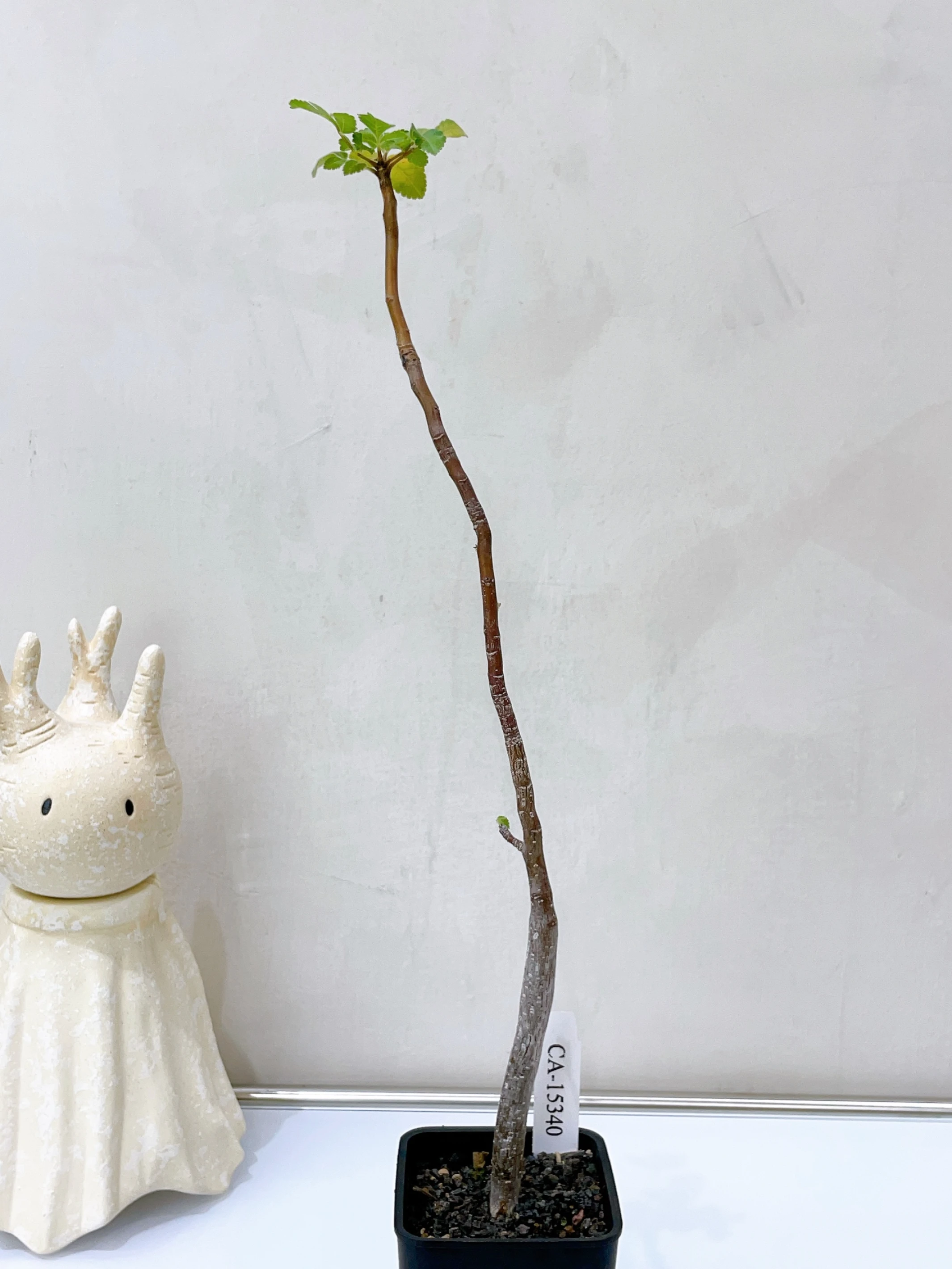 役之行者 Bursera hindsiana CA-15340