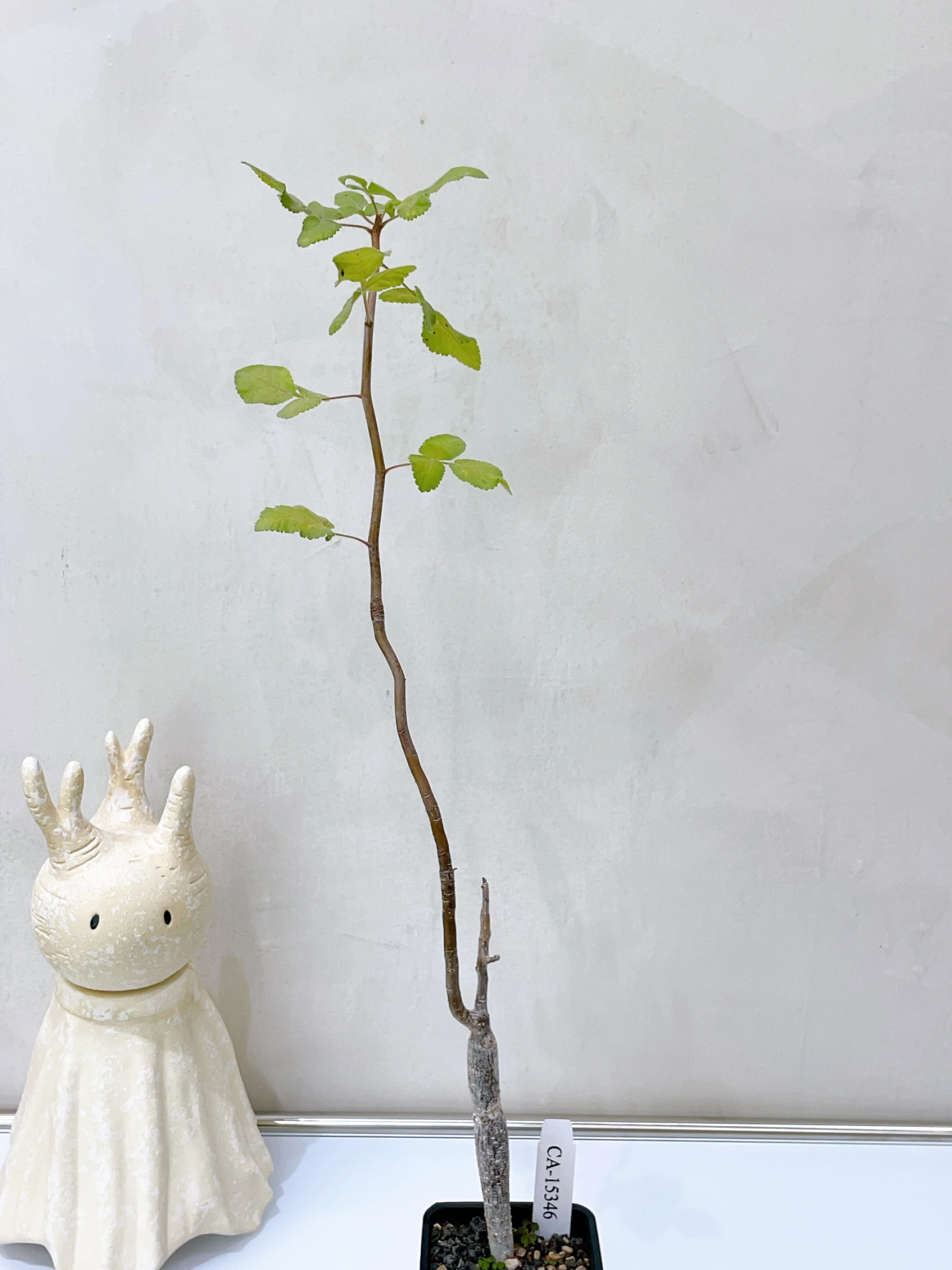 役之行者 Bursera hindsiana CA-15346