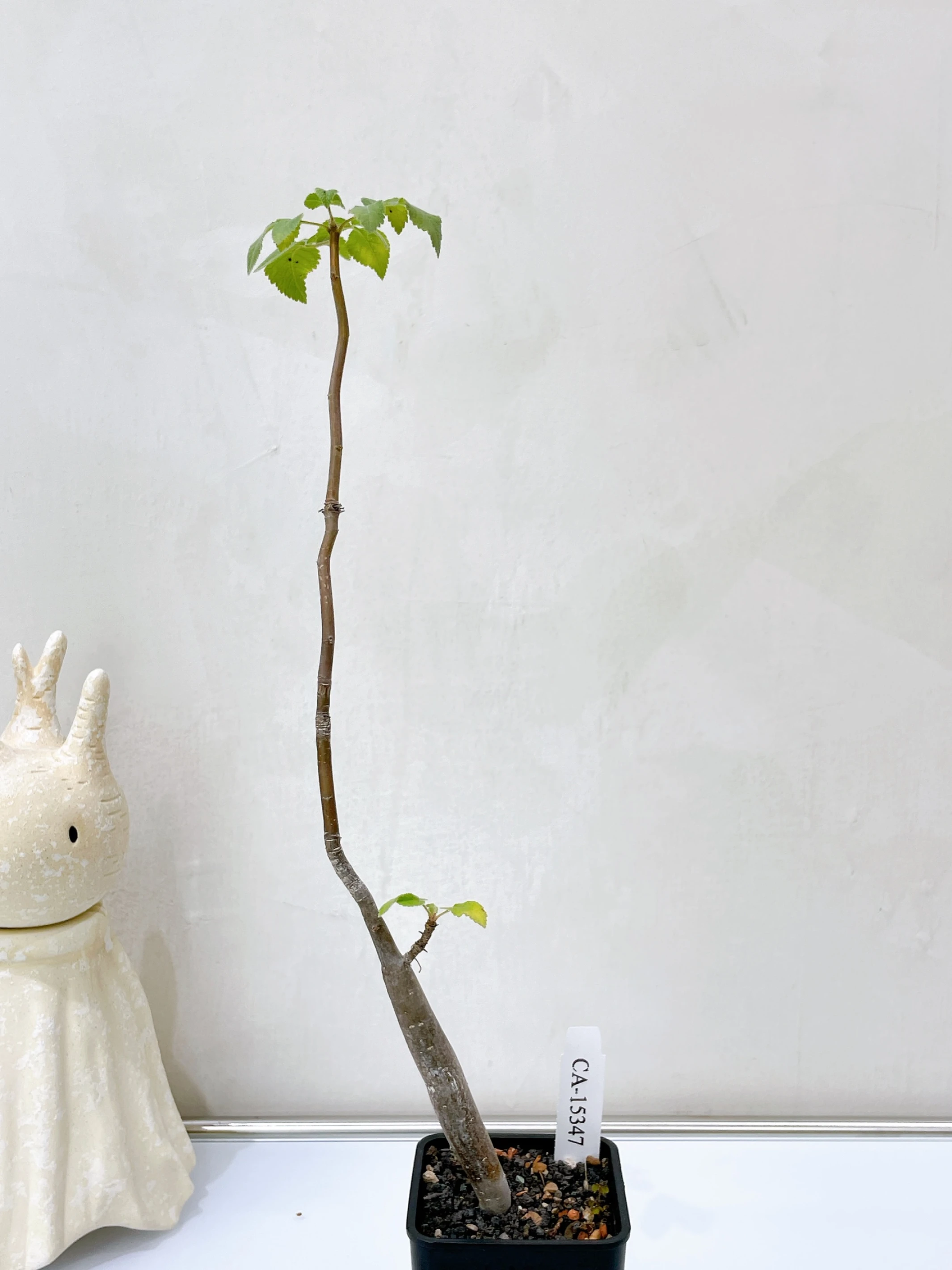 役之行者 Bursera hindsiana CA-15347