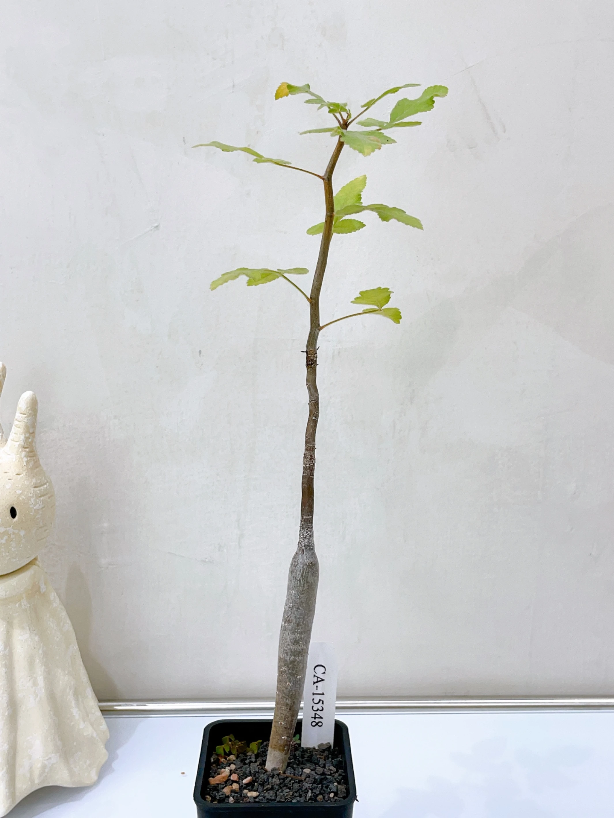 役之行者 Bursera hindsiana CA-15348