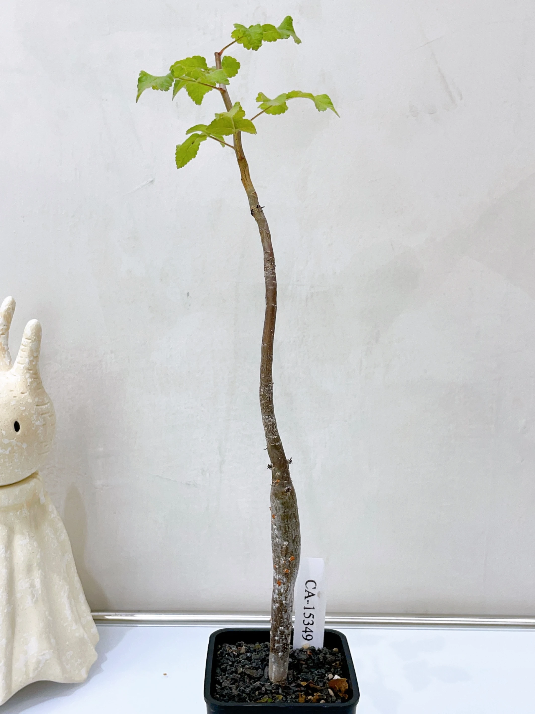 役之行者 Bursera hindsiana CA-15349