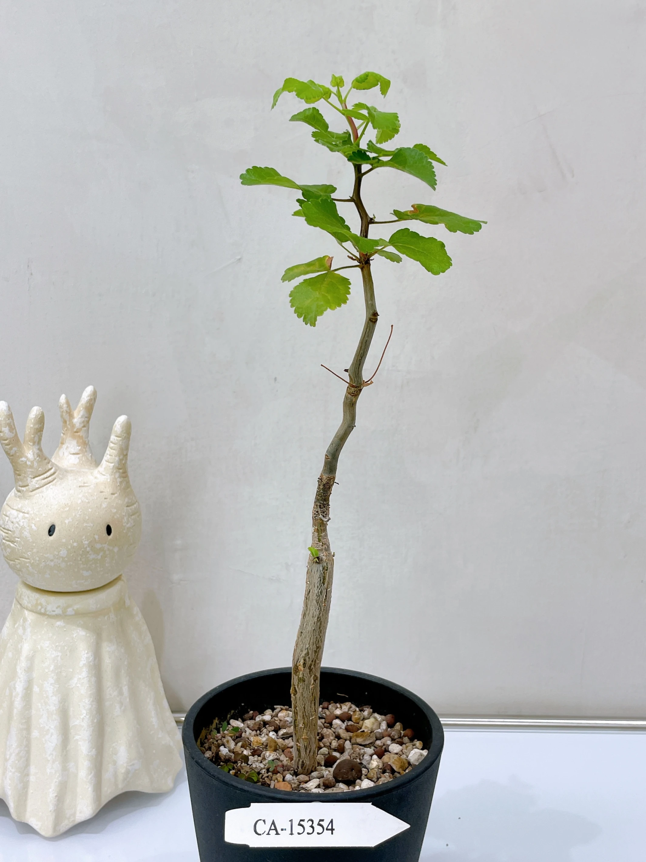 役之行者 Bursera hindsiana CA-15354