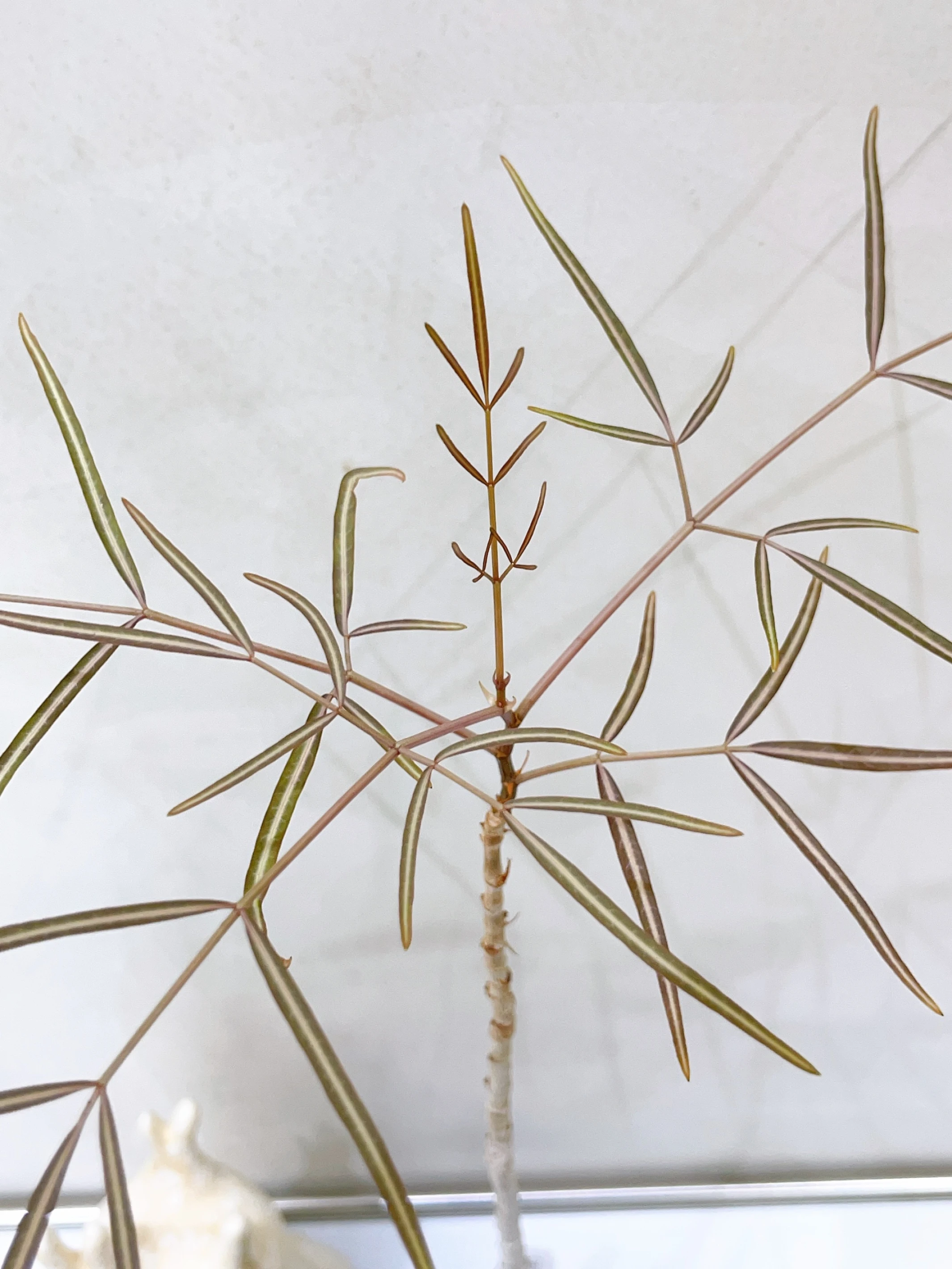 柳葉葡萄甕 Cyphostemma mappia CA-15399