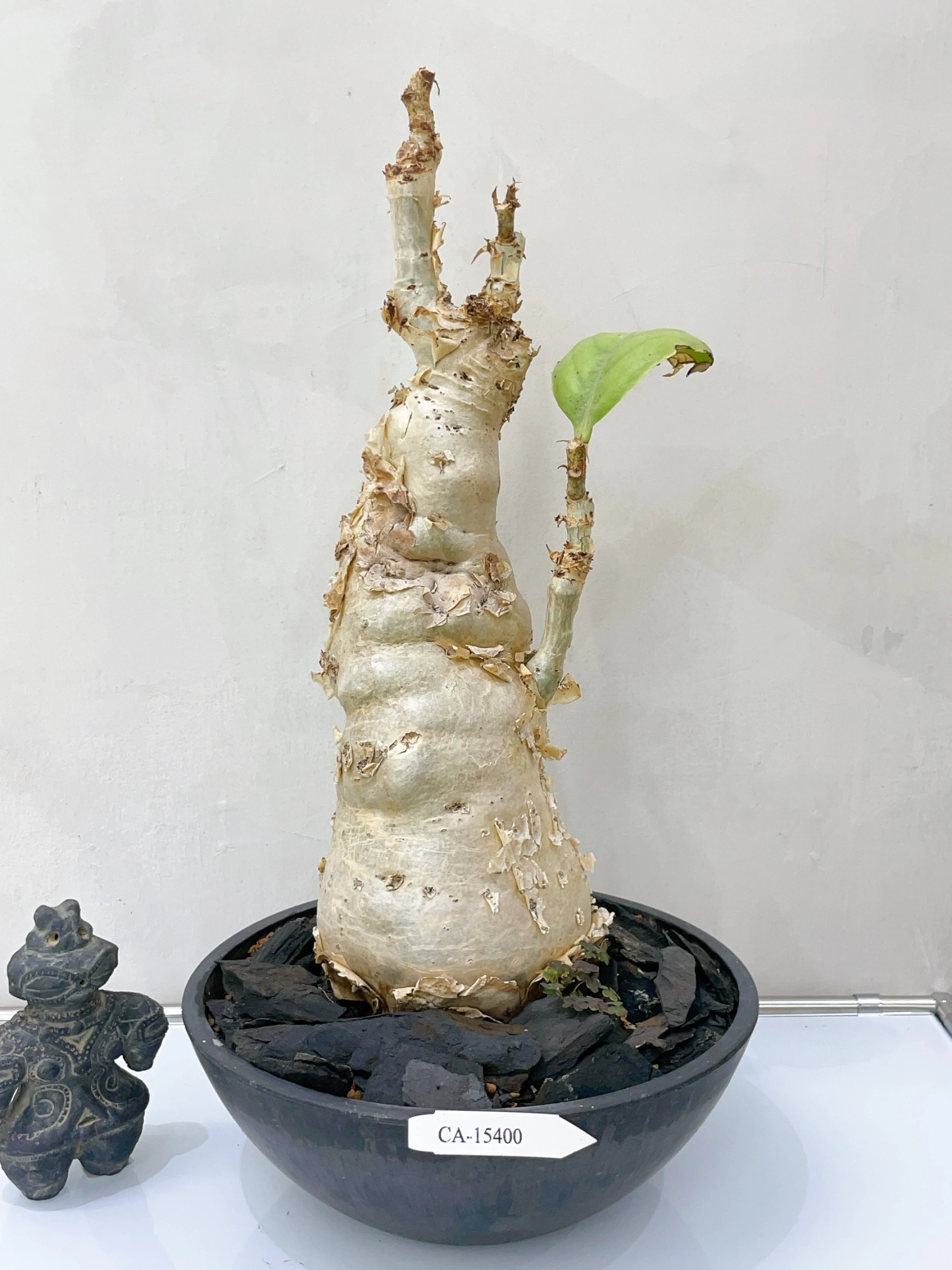 祖提葡萄甕 Cyphostemma juttae CA-15400