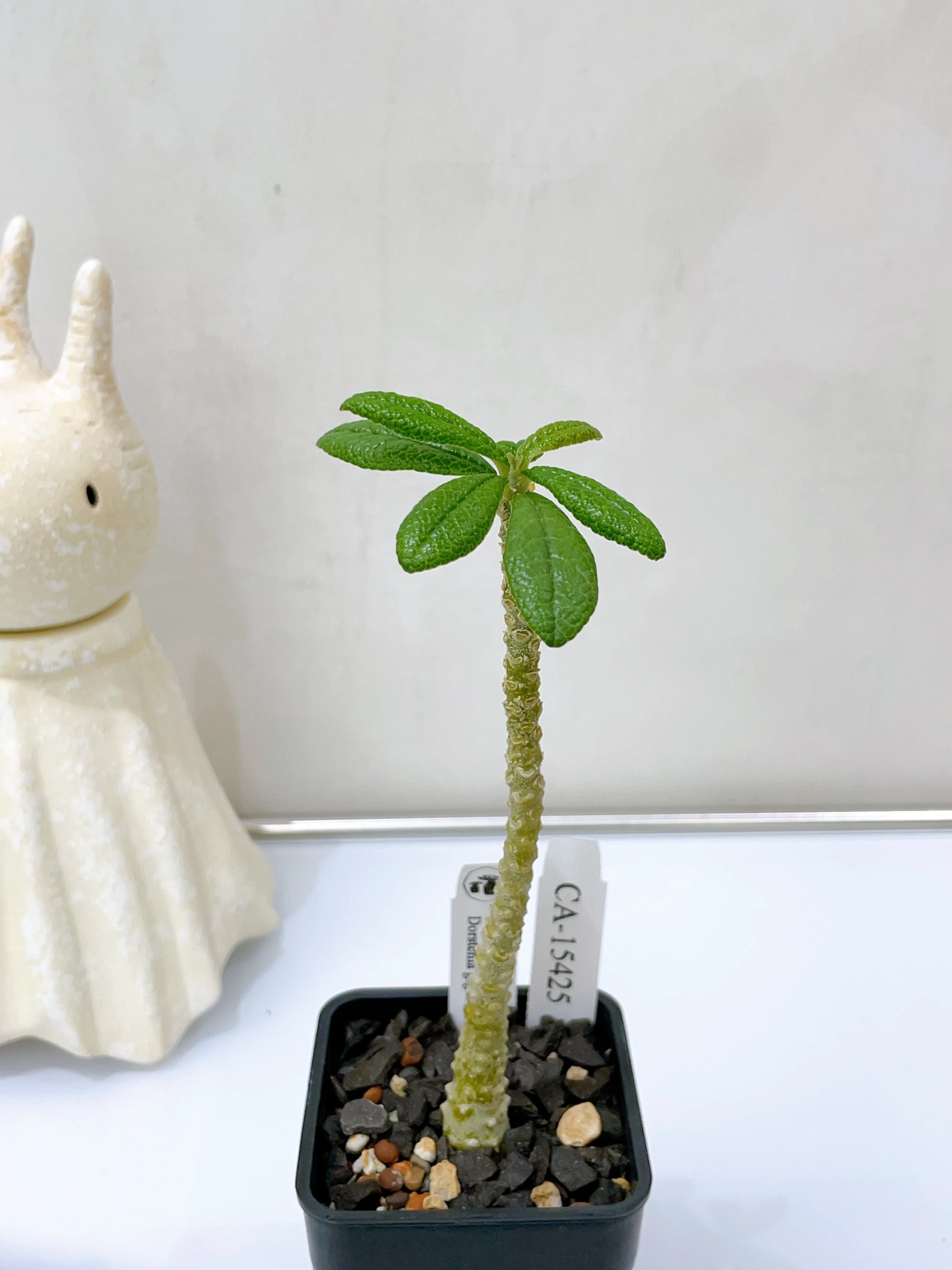 巨琉桑 Dorstenia gigas CA-15425