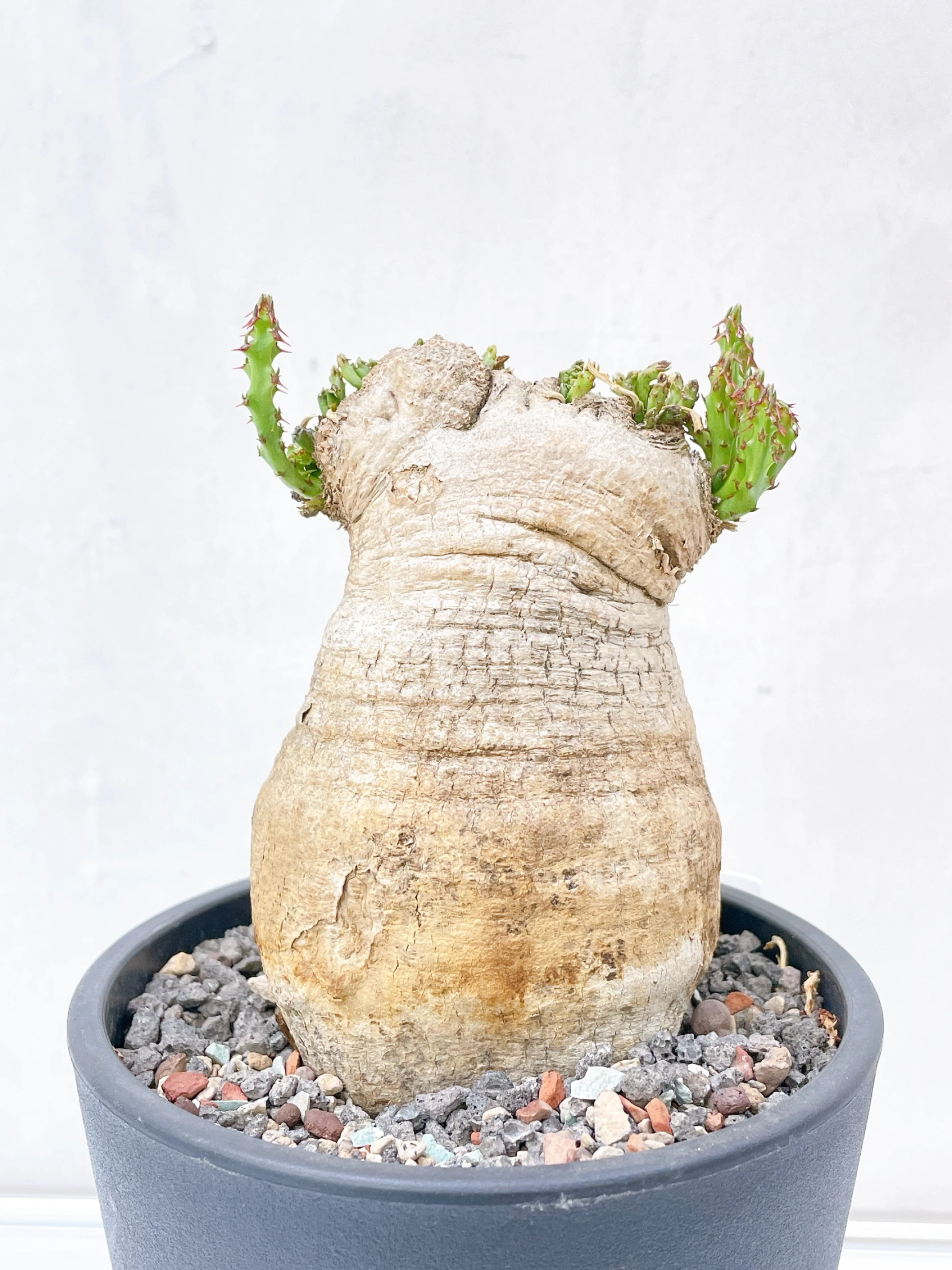 蓬萊島綴化 Euphorbia decidua f. cristata CA-15527